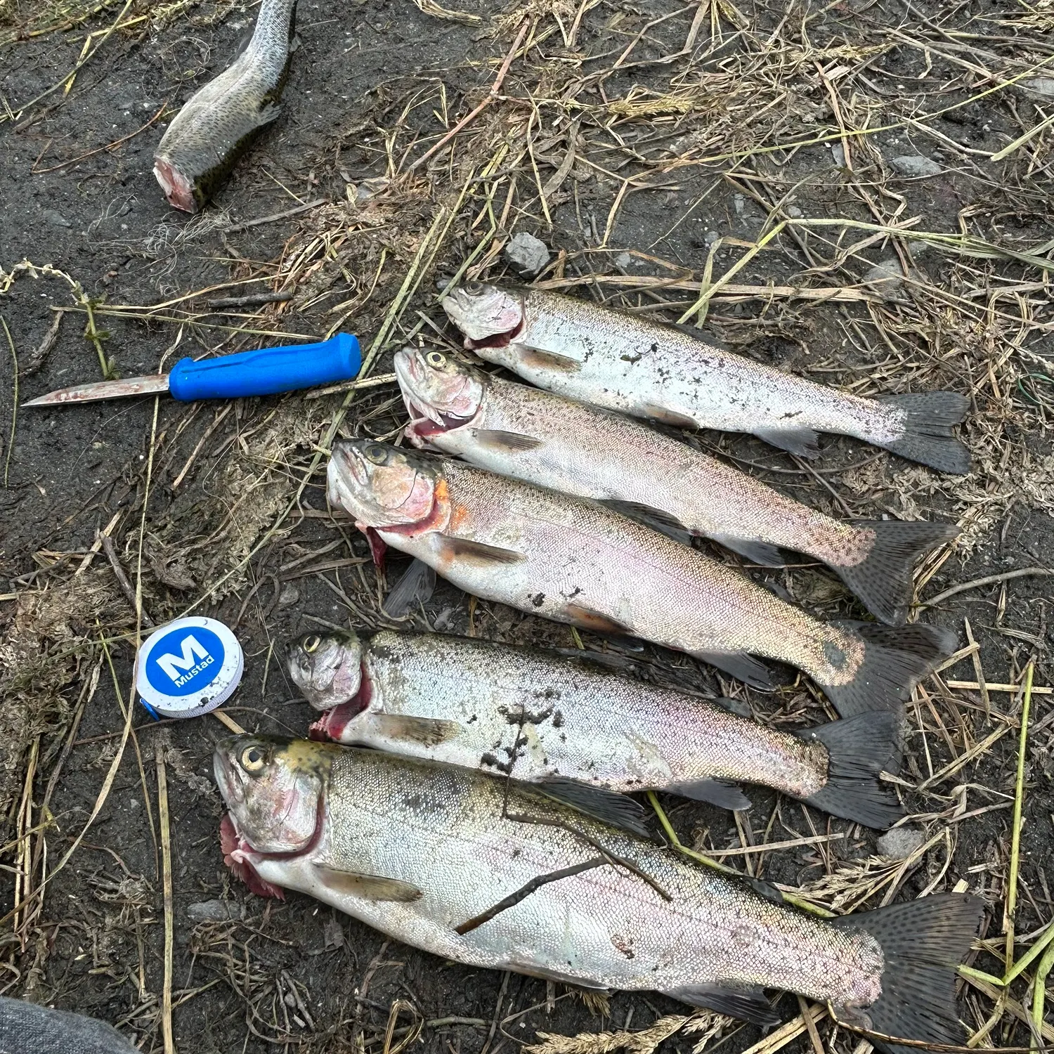 The most recent Rainbow trout catches on Fishbrain