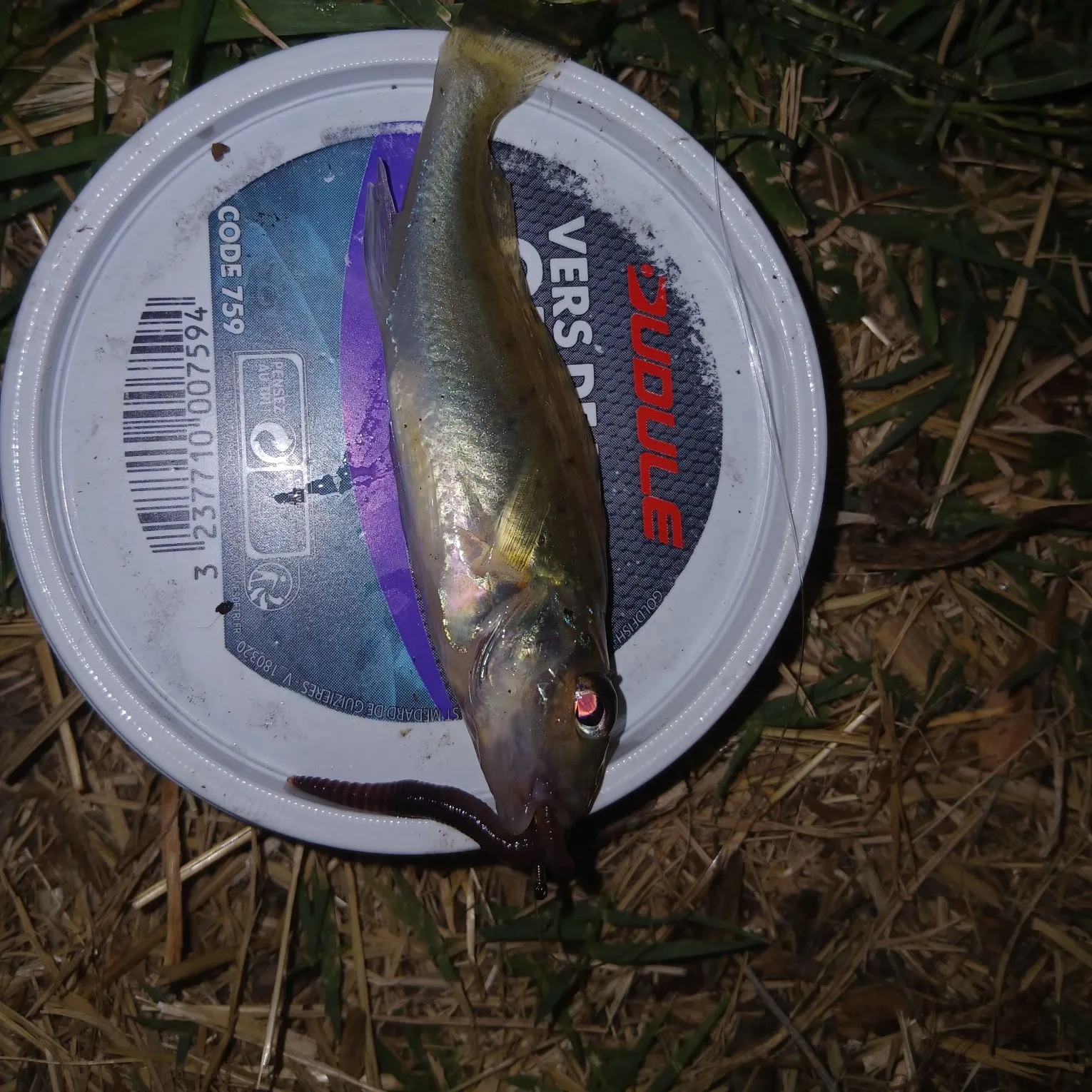 The most recent Eurasian ruffe catches on Fishbrain