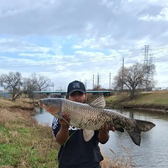 The most recent Grass carp catches on Fishbrain