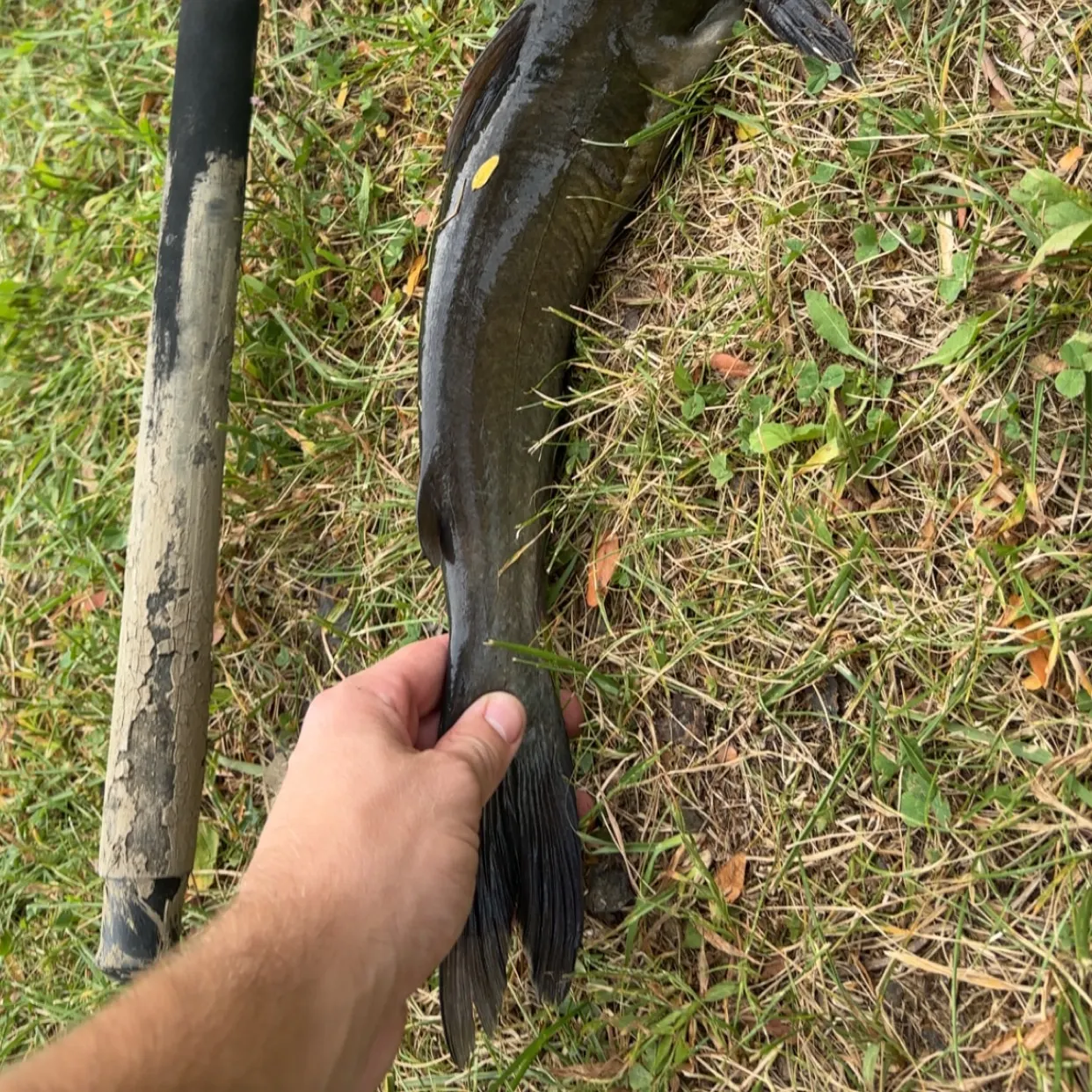 Channel catfish caught on Fishbrain