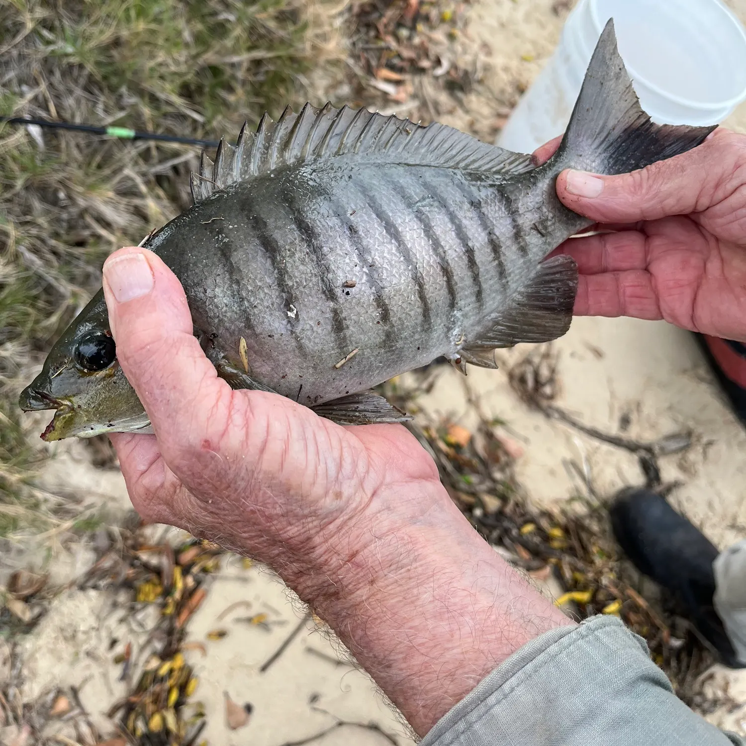 Luderick caught on Fishbrain