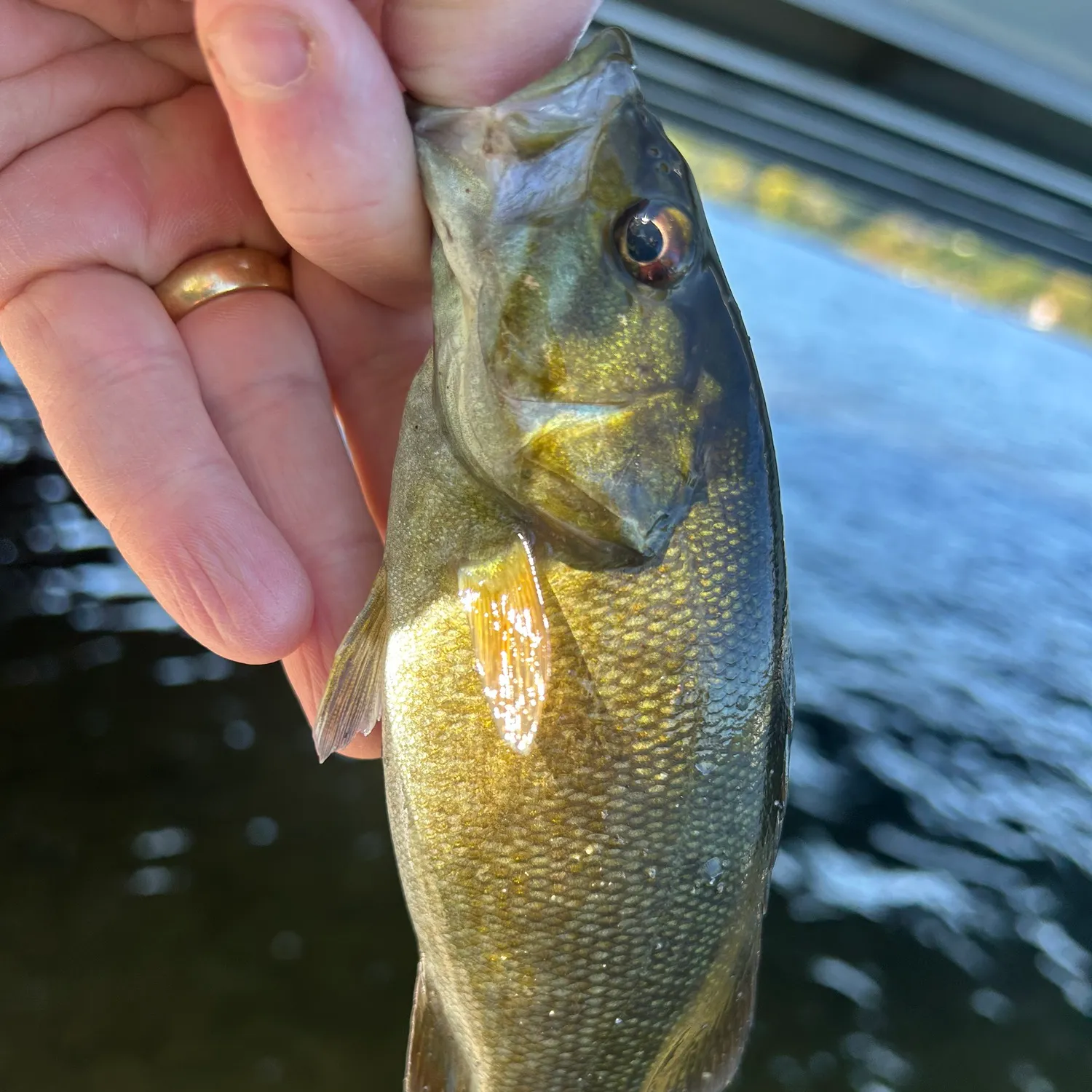 Smallmouth bass caught on Fishbrain