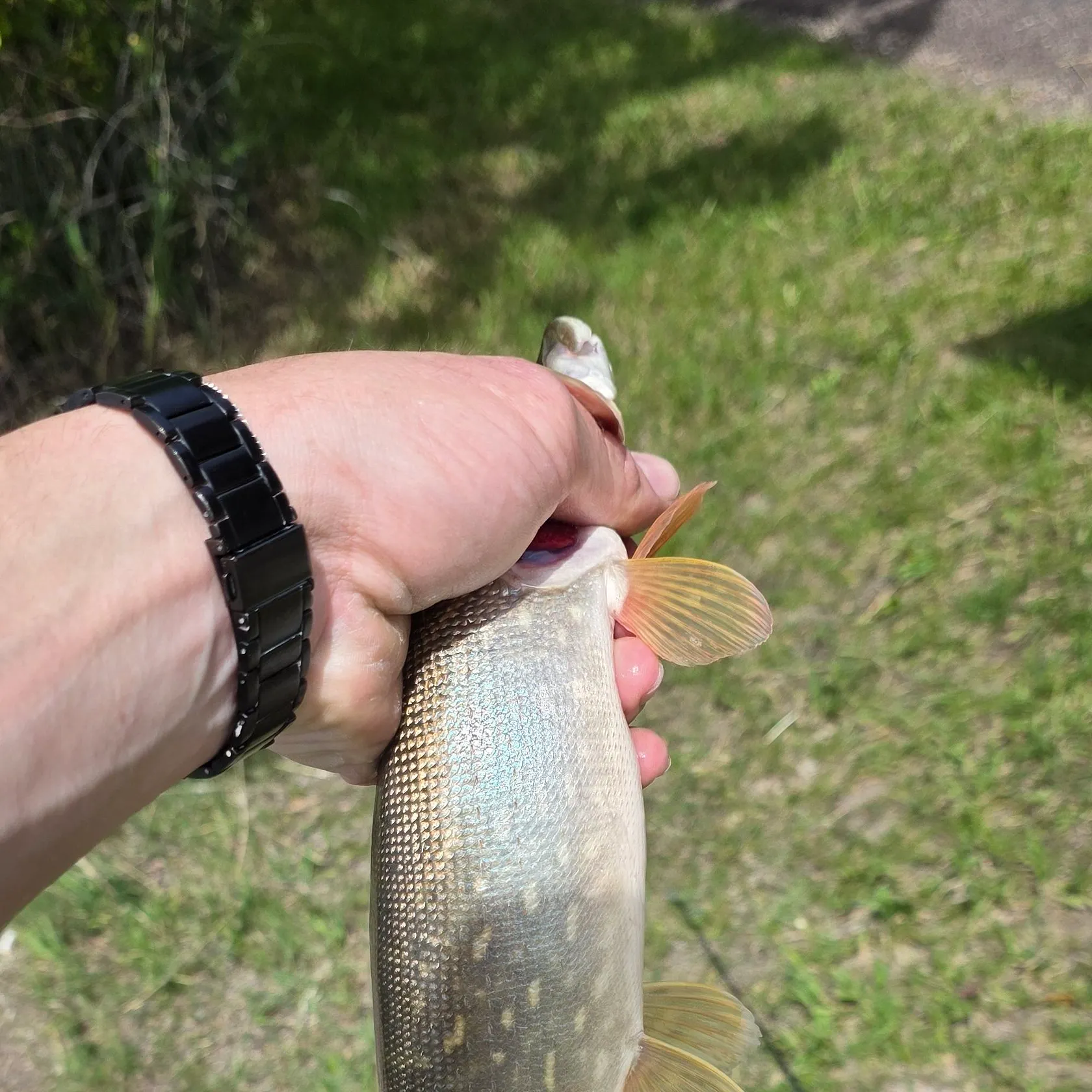 catch