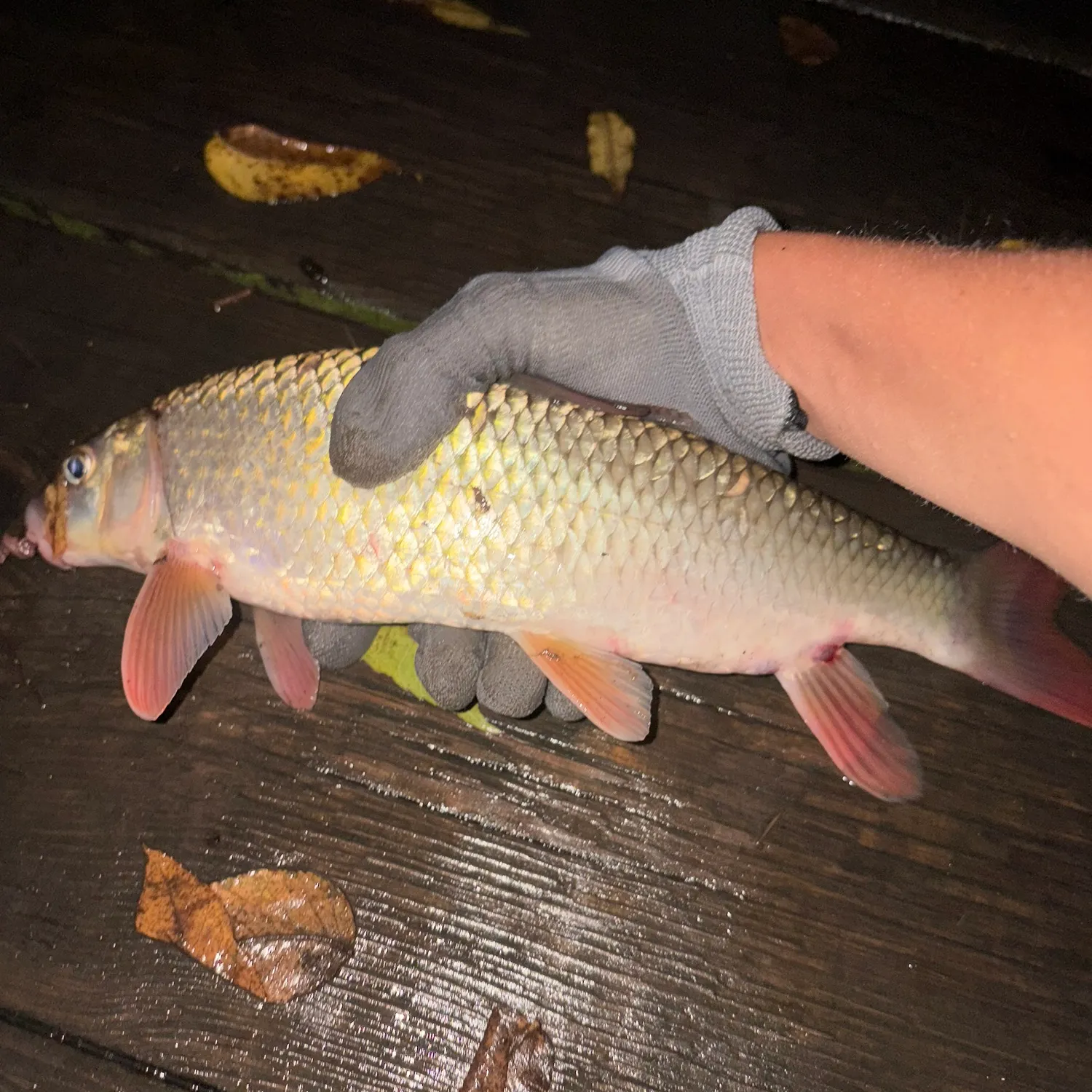 Shorthead redhorse caught on Fishbrain