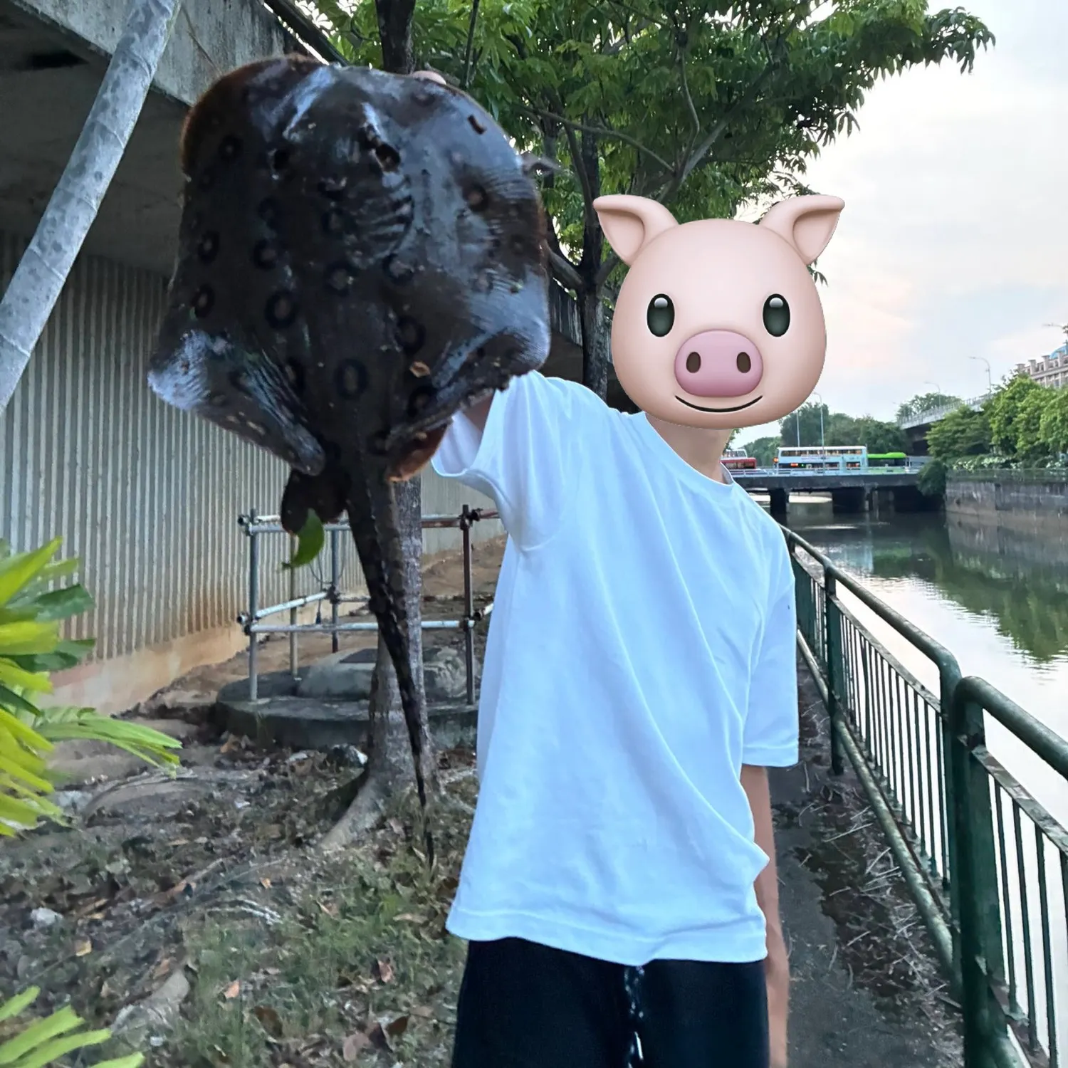 The most recent Ocellate river stingray catches on Fishbrain