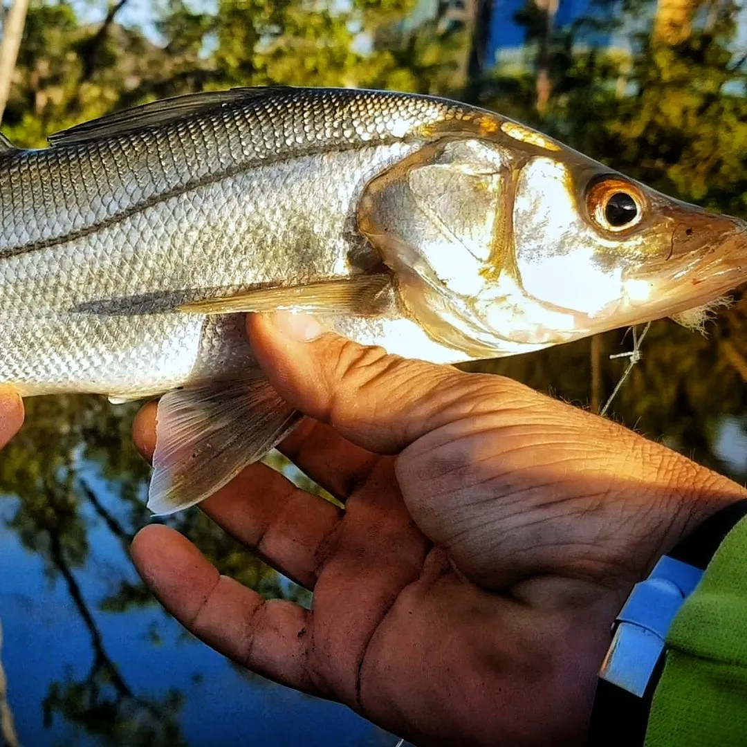angler catch