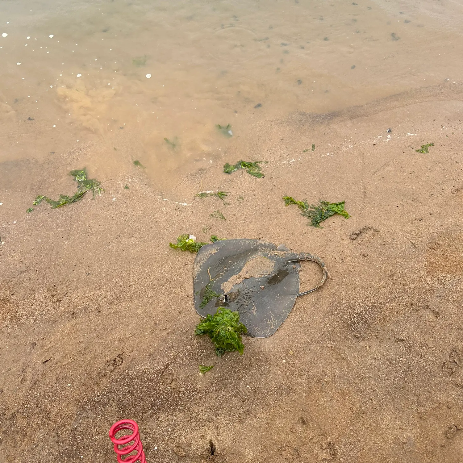 The most recent Sepia stingray catches on Fishbrain