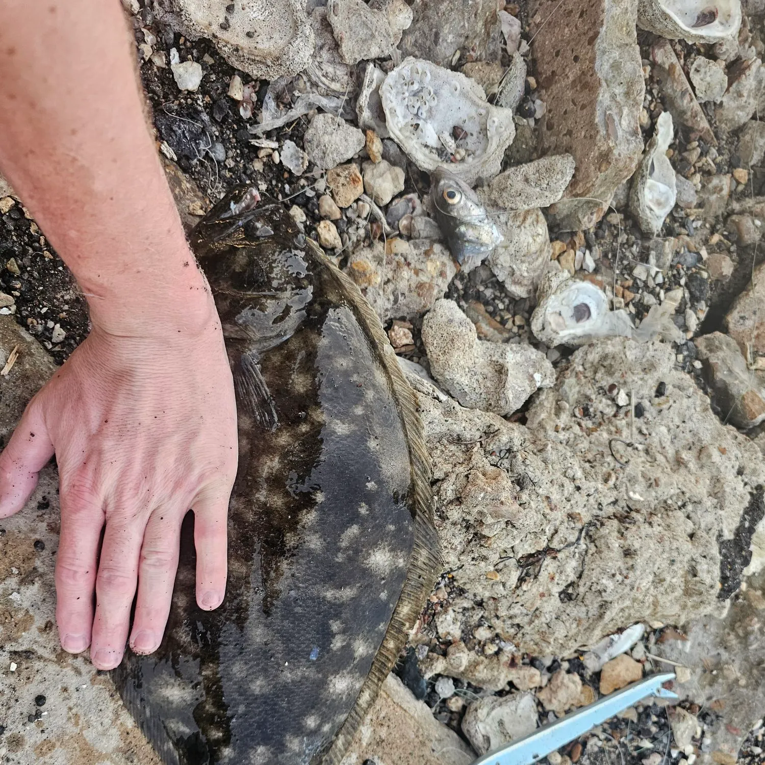 The most recent Southern flounder catches on Fishbrain