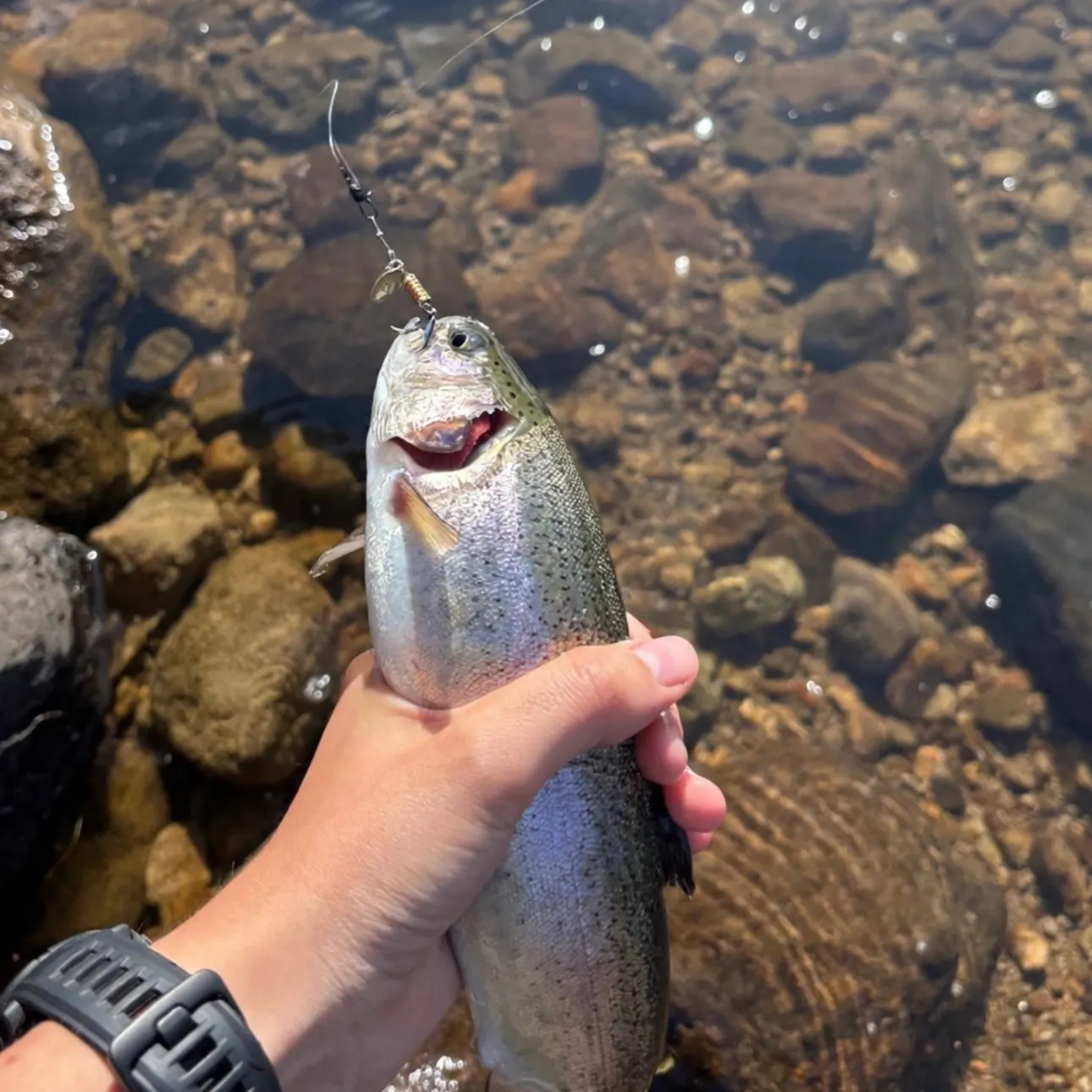Rainbow trout caught on Fishbrain