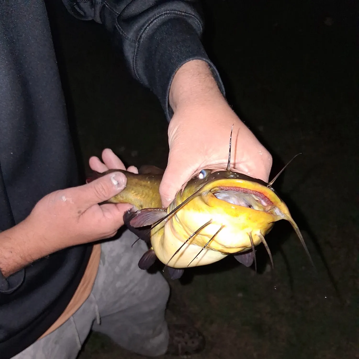Black bullhead caught on Fishbrain