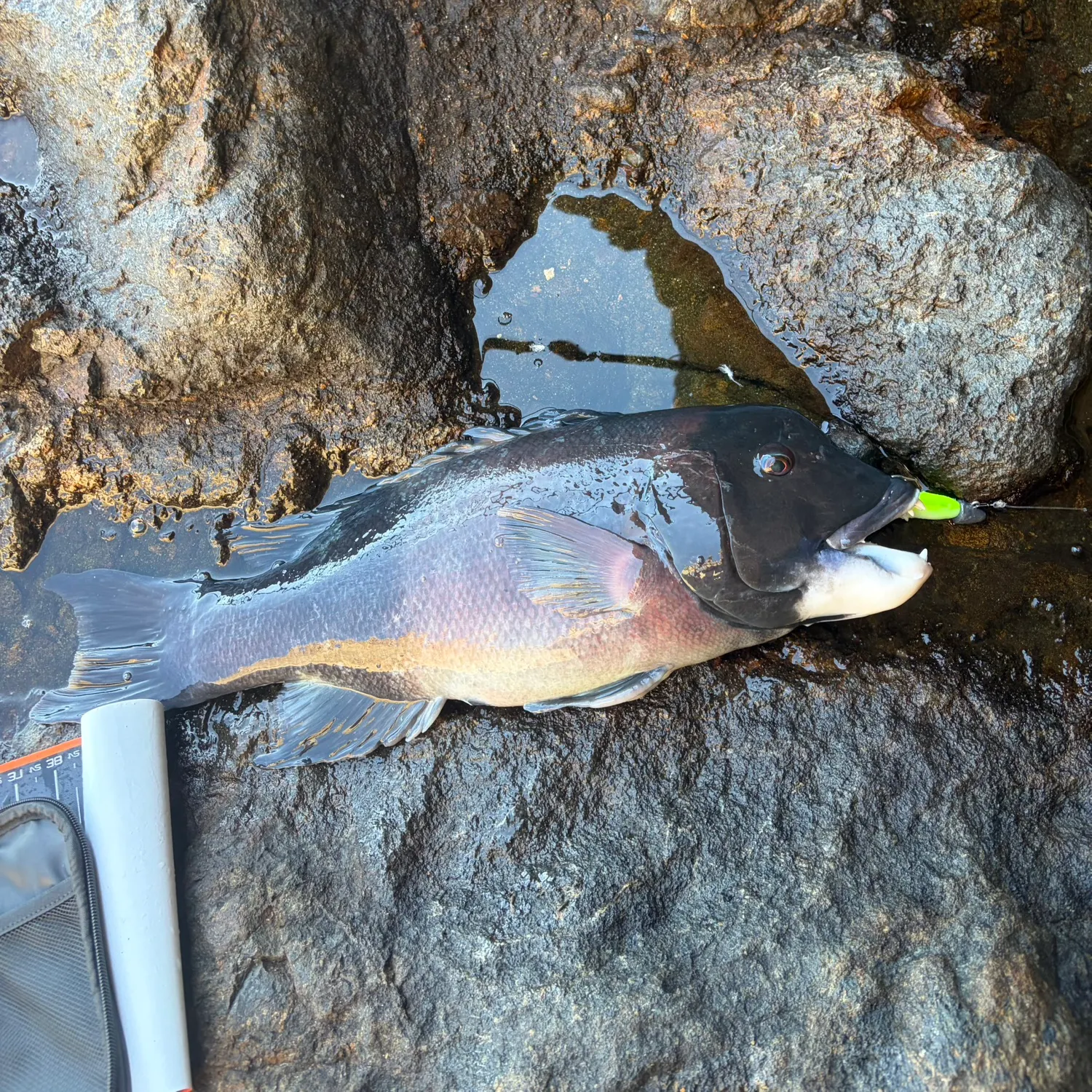 The most recent California sheephead catches on Fishbrain