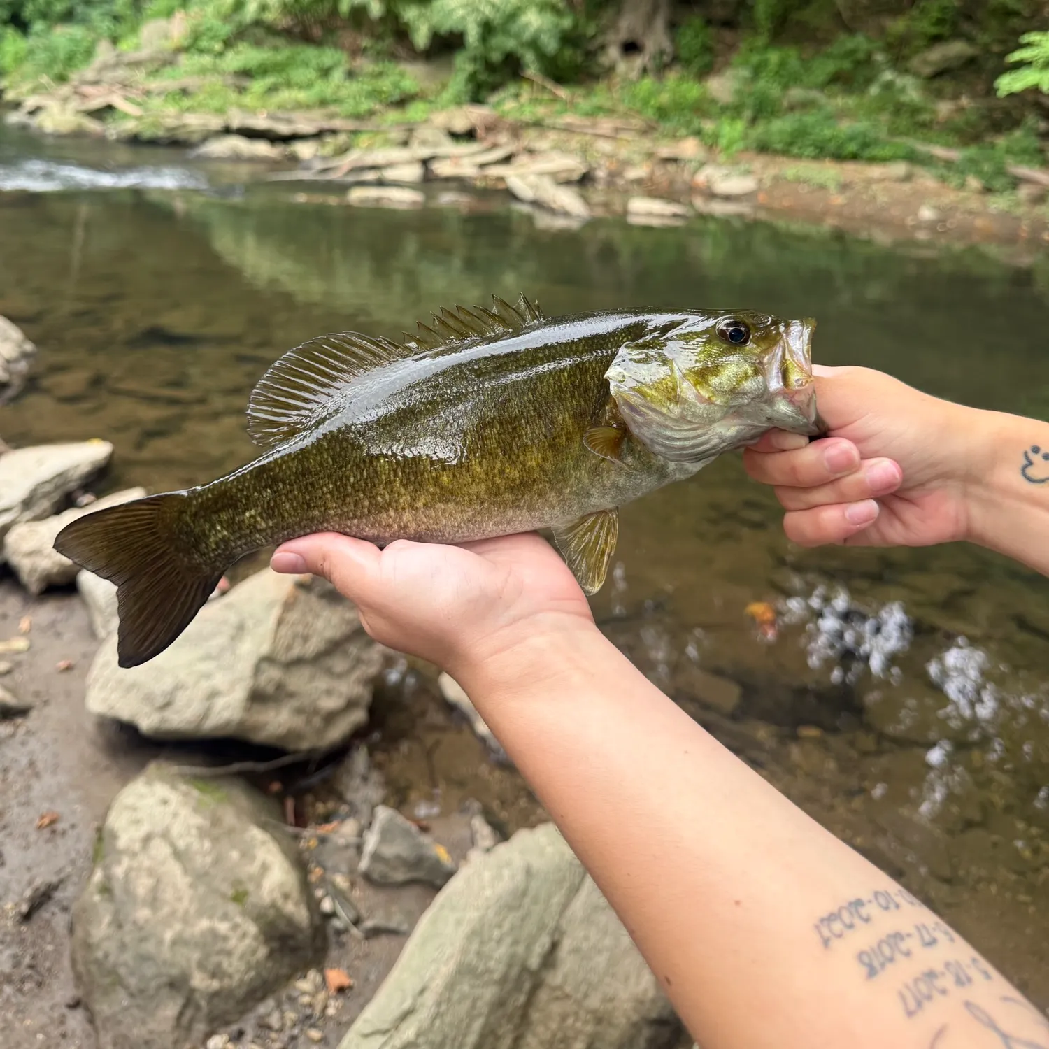 Smallmouth bass caught on Fishbrain