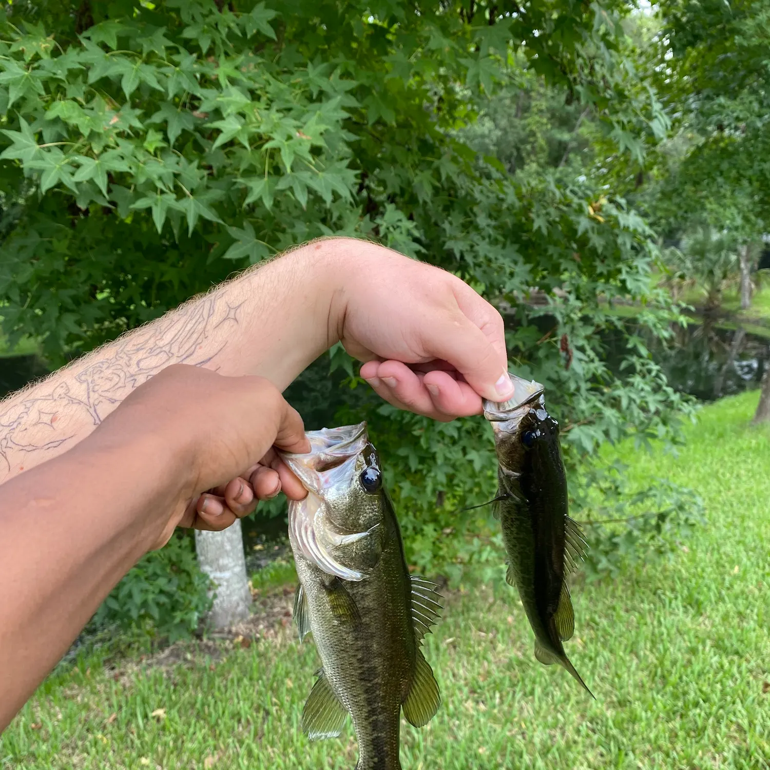 recently logged catches