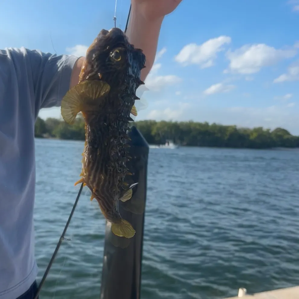 The most recent Striped burrfish catches on Fishbrain
