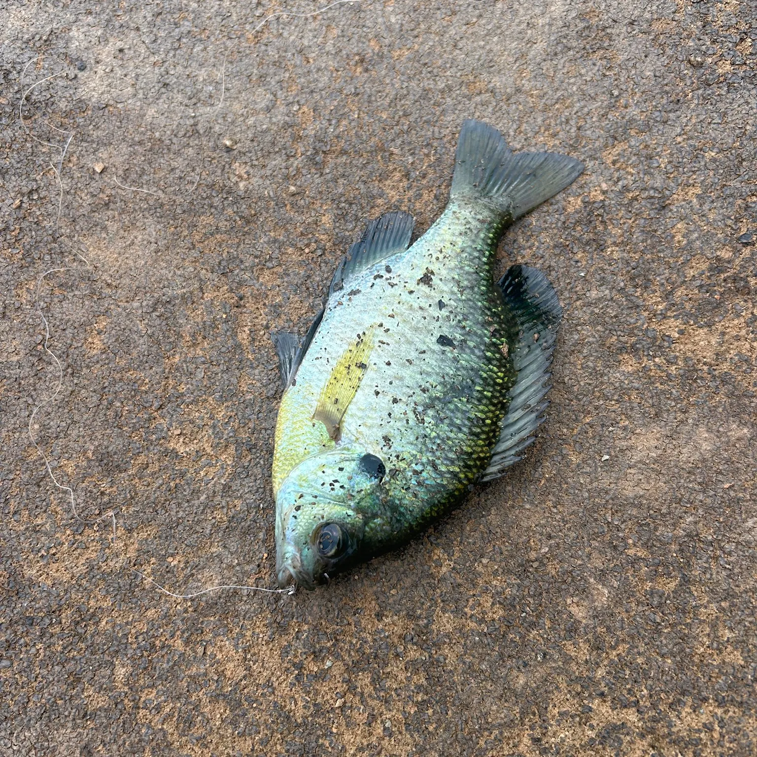 The most recent Bluegill catches on Fishbrain