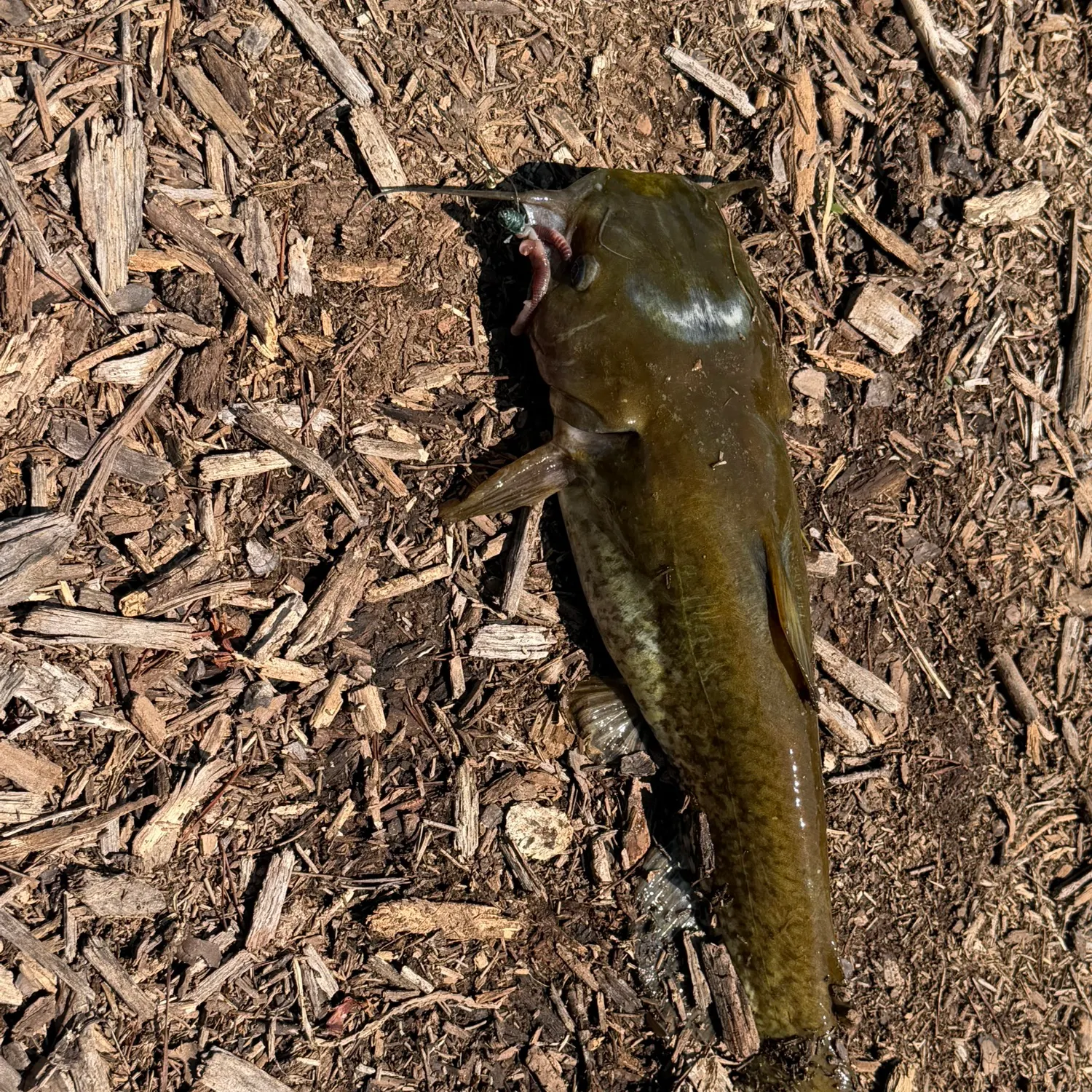 Flathead catfish caught on Fishbrain
