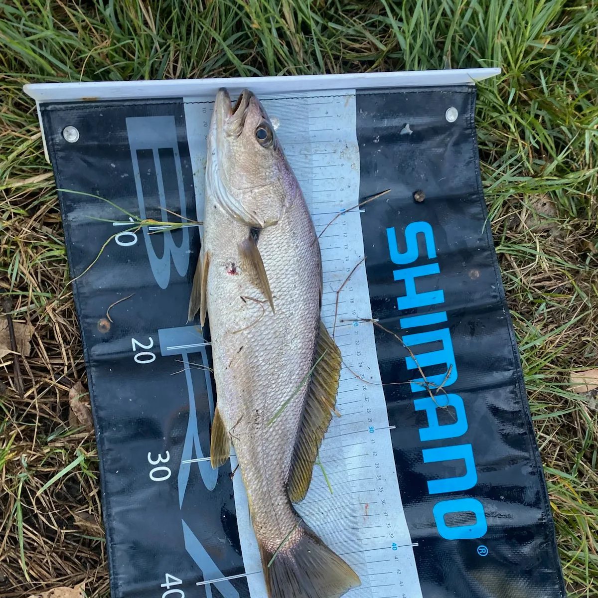 The most recent Japanese meagre catches on Fishbrain