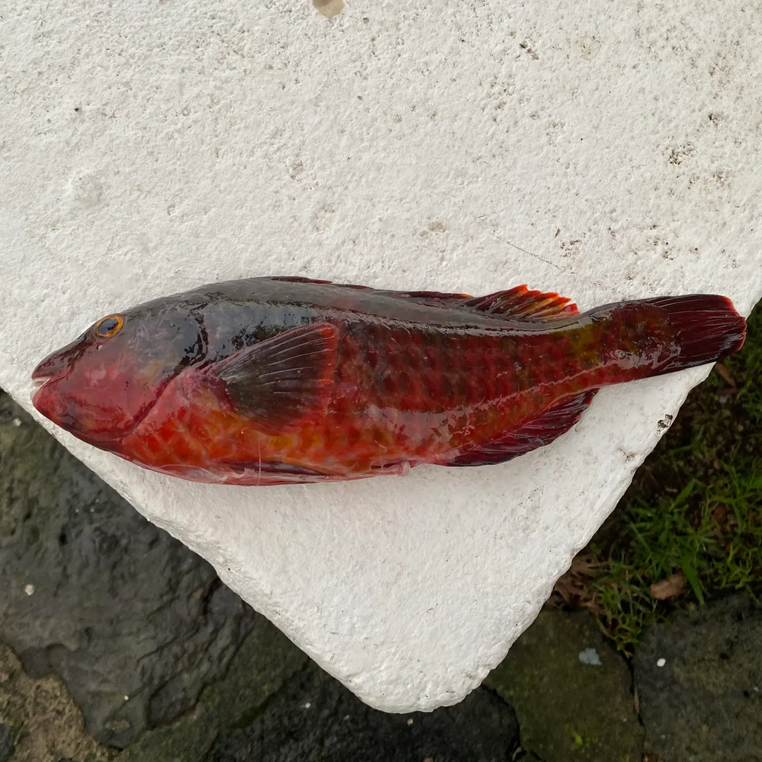 Mediterranean parrotfish caught on Fishbrain