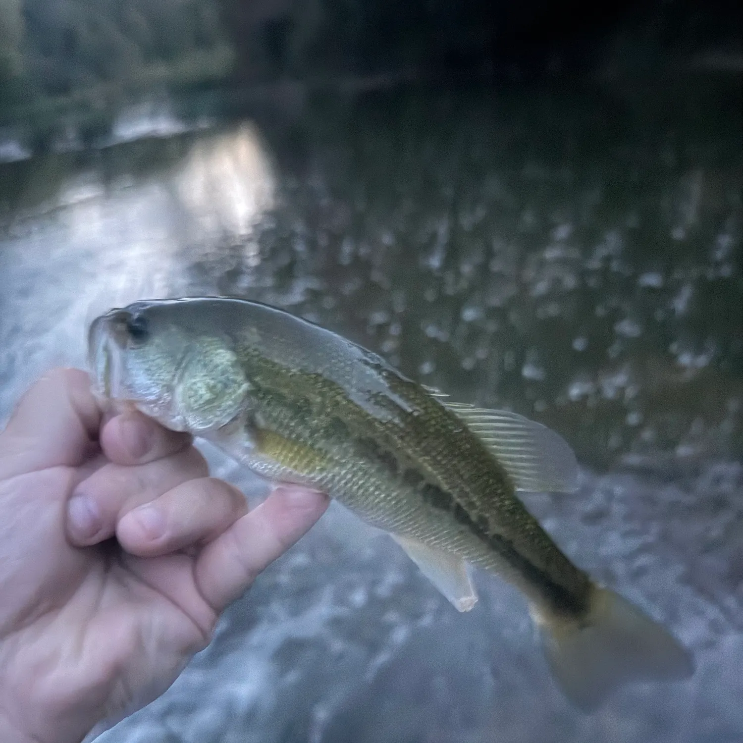 Fish caught on Fishbrain