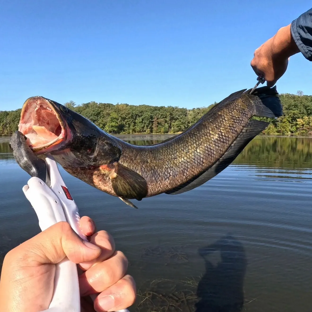 The most recent Northern snakehead catches on Fishbrain