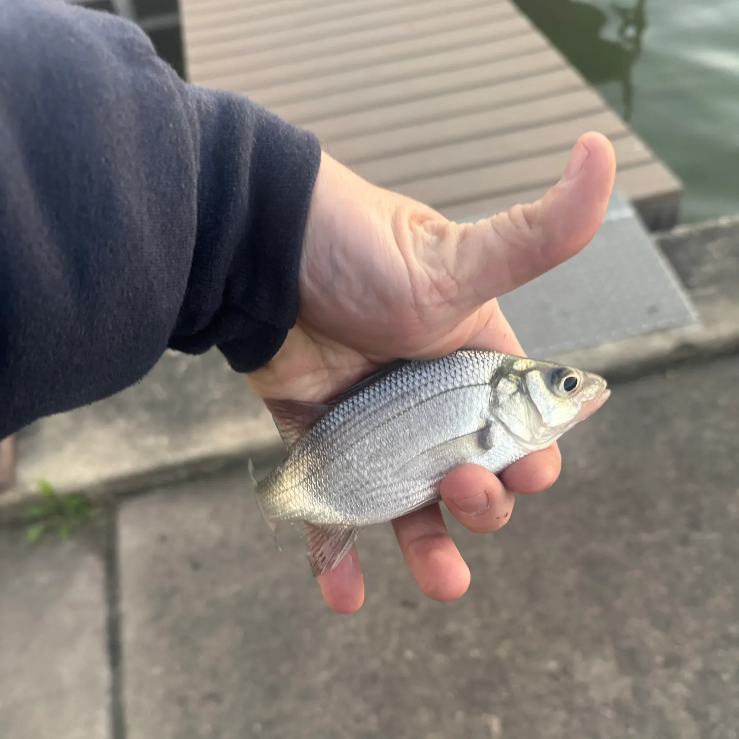 White perch caught on Fishbrain