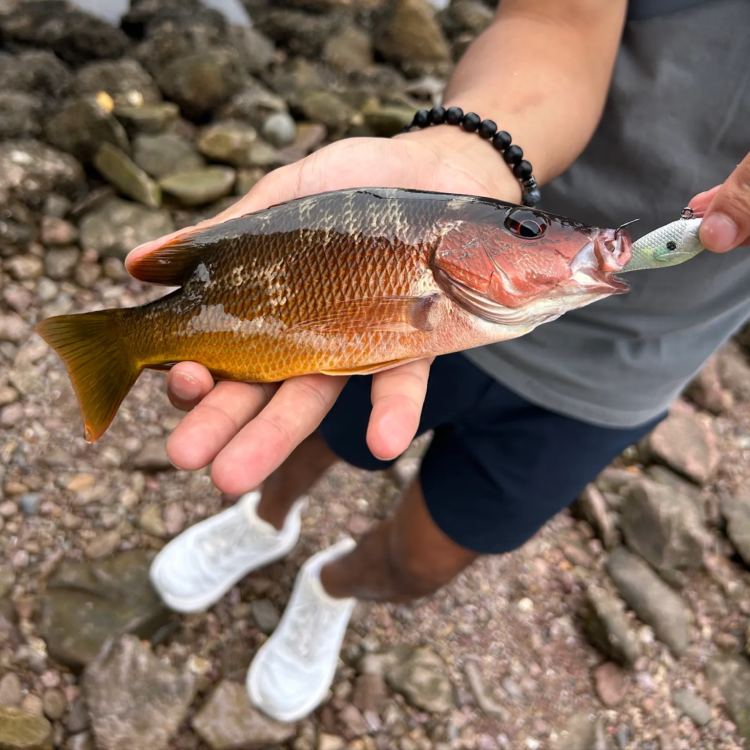 The most recent Dog Snapper catches on Fishbrain