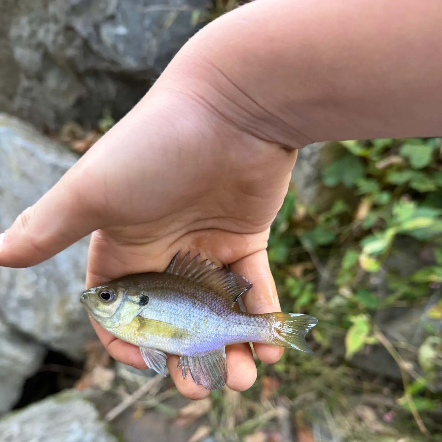 Bluegill caught on Fishbrain