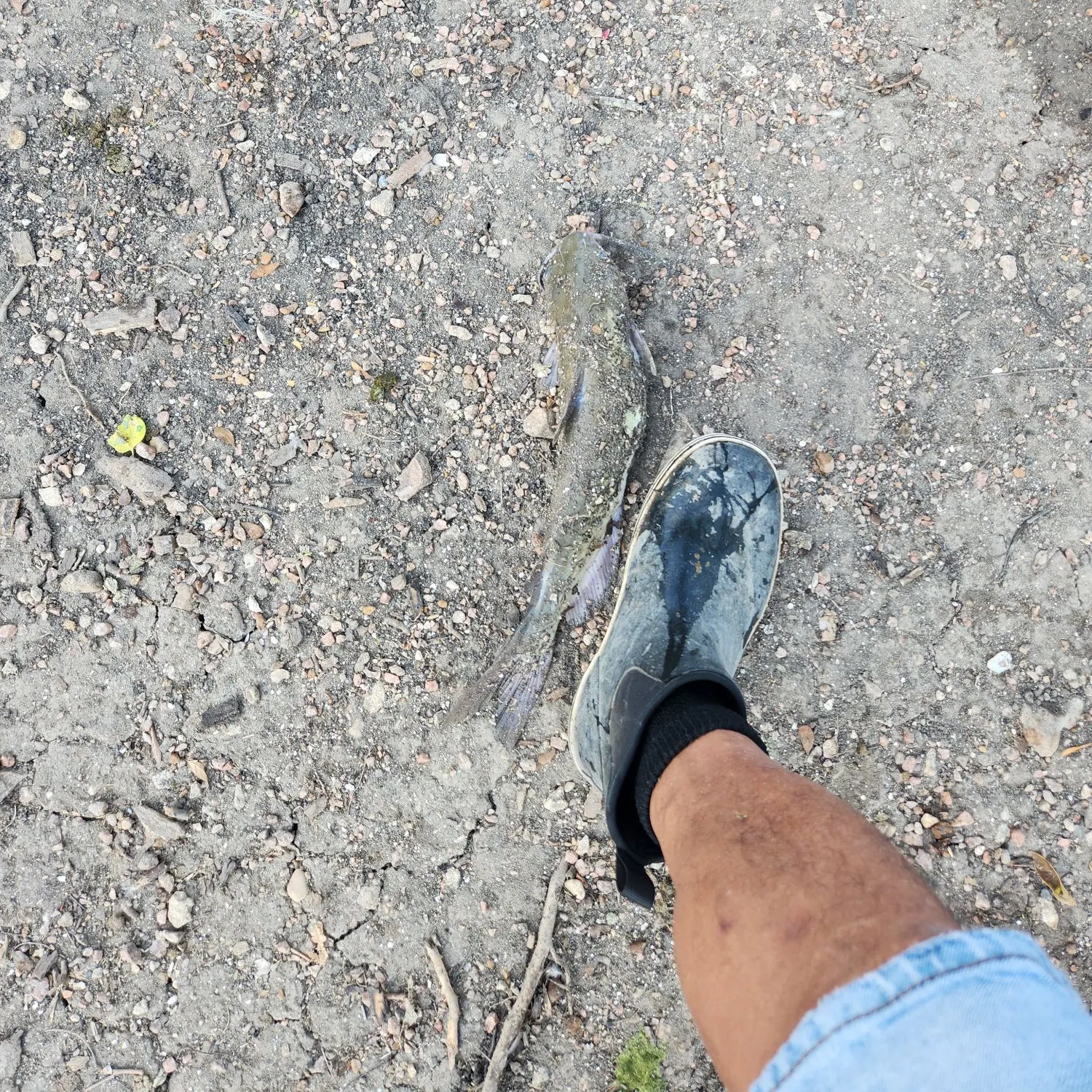 Channel catfish caught on Fishbrain