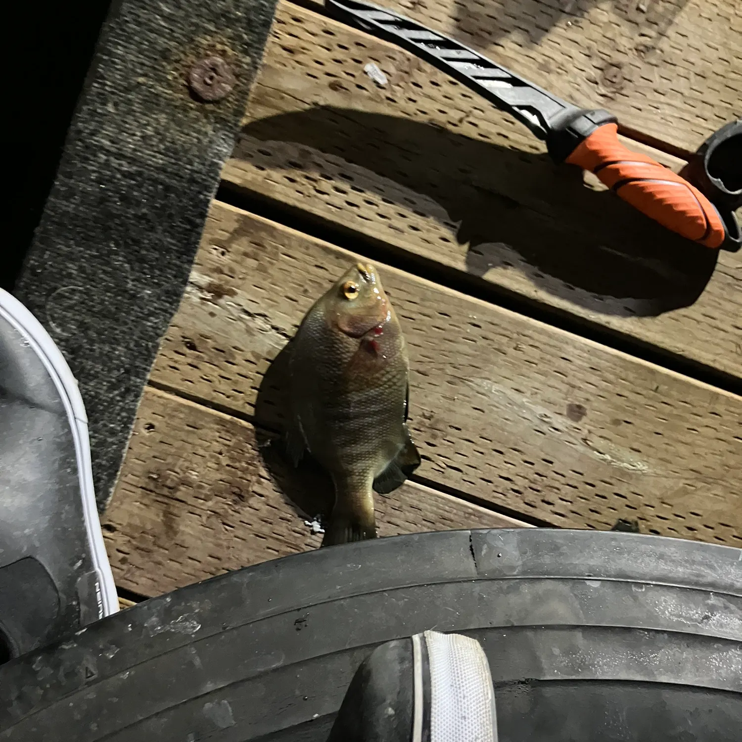 The most recent Butterfly perch catches on Fishbrain