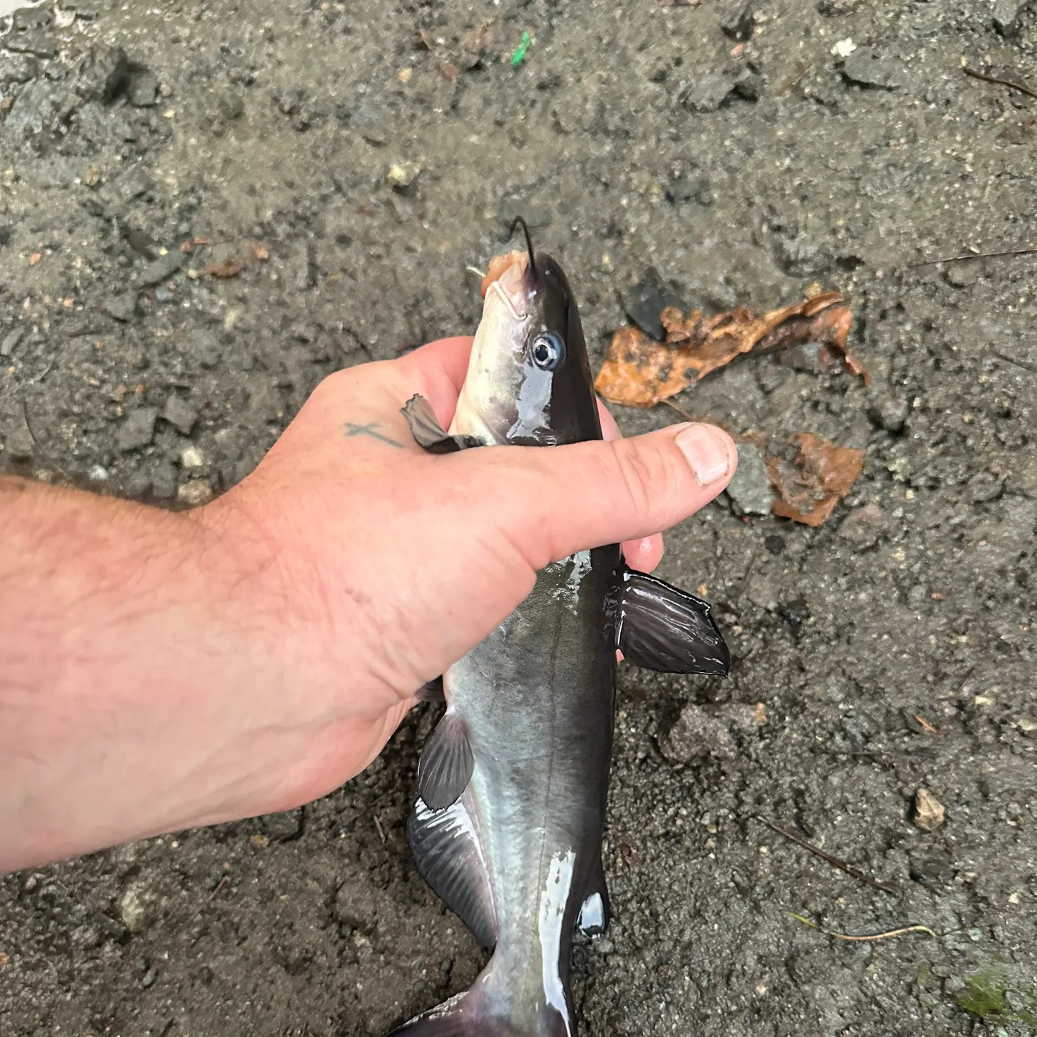 White bullhead caught on Fishbrain