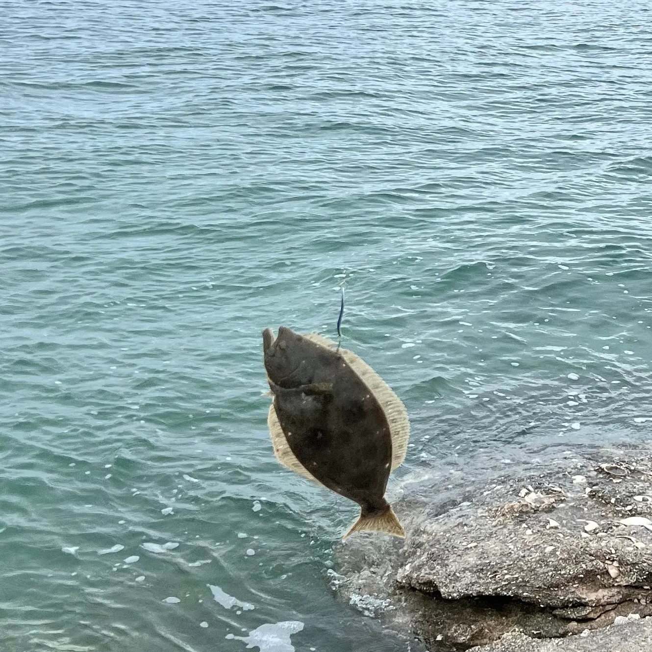 The most recent California halibut catches on Fishbrain