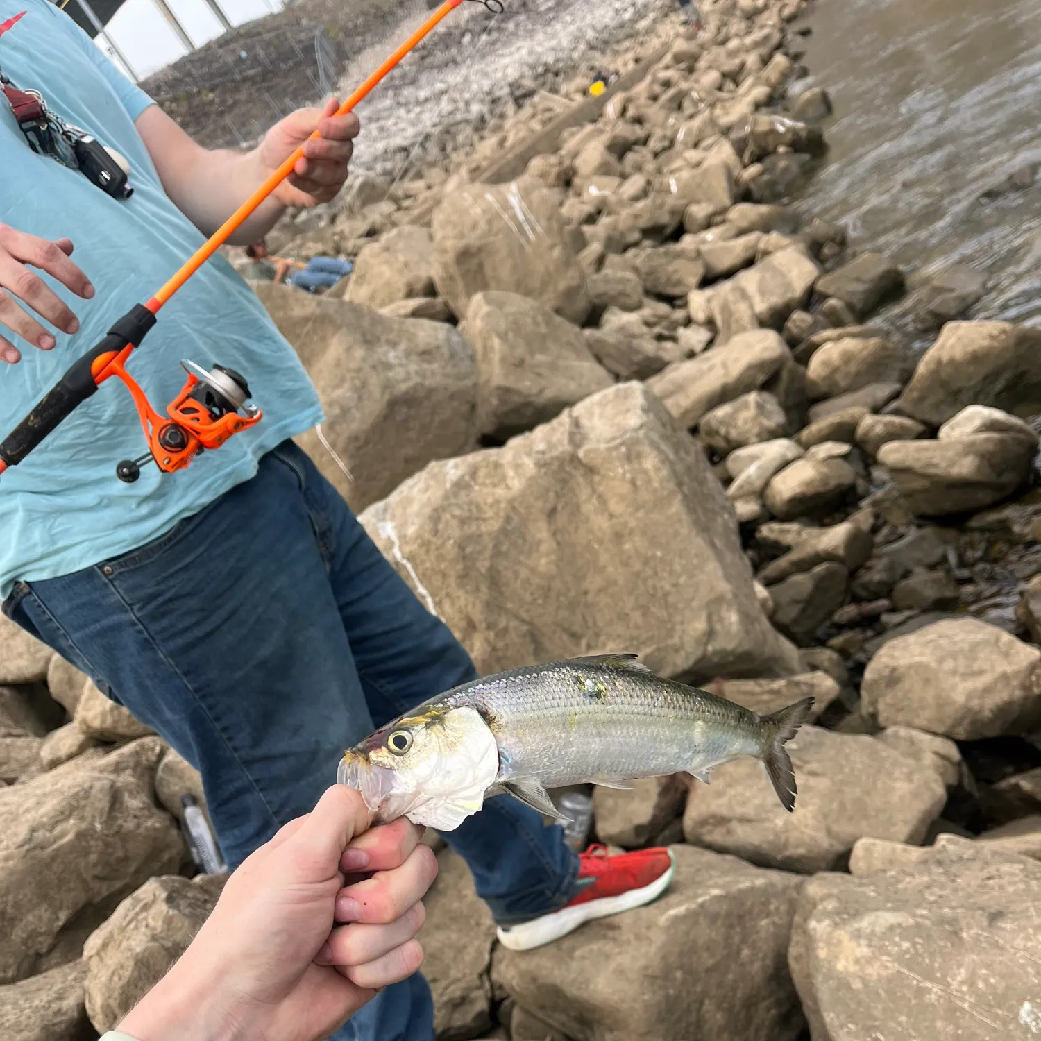 The most recent Skipjack herring catches on Fishbrain