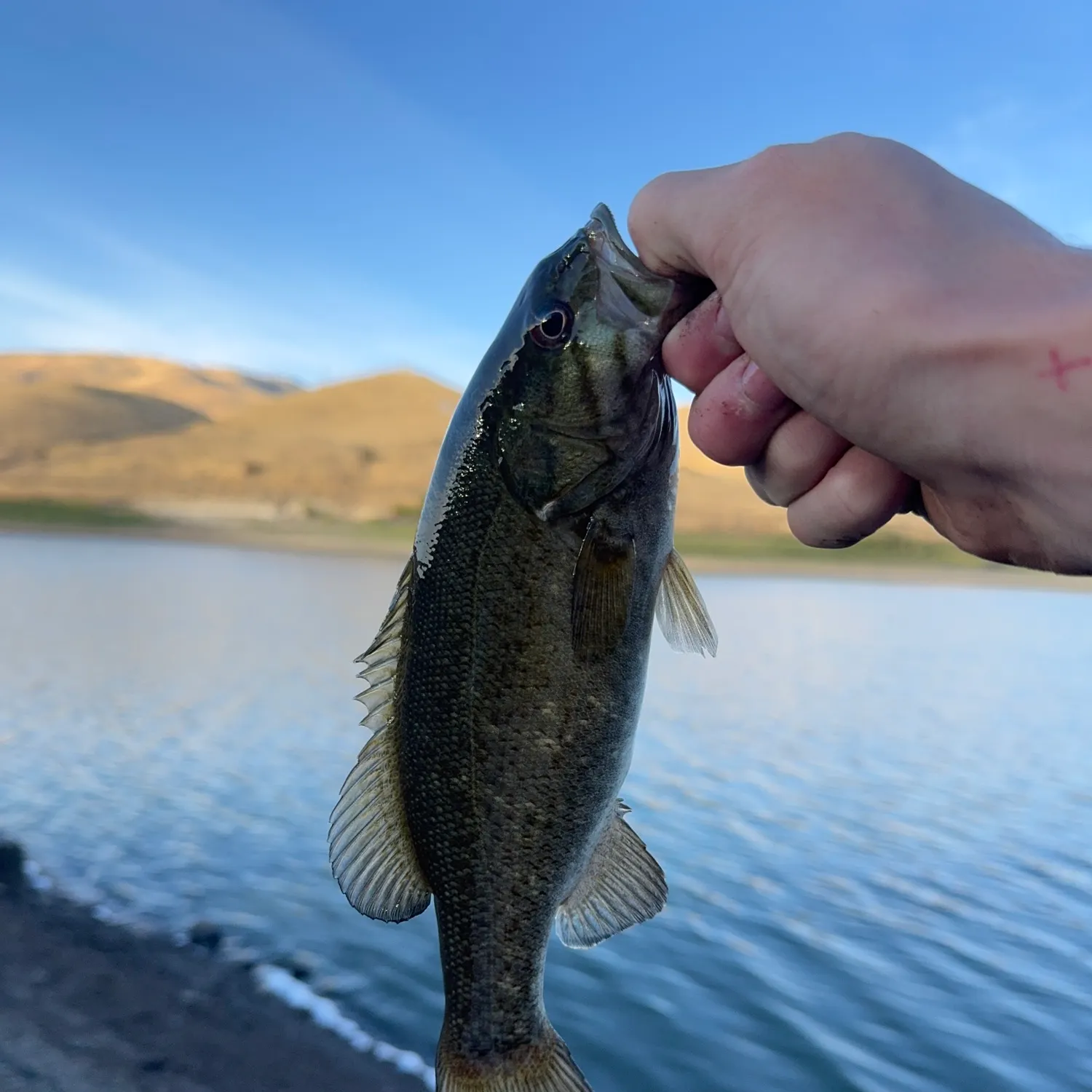 Smallmouth bass caught on Fishbrain