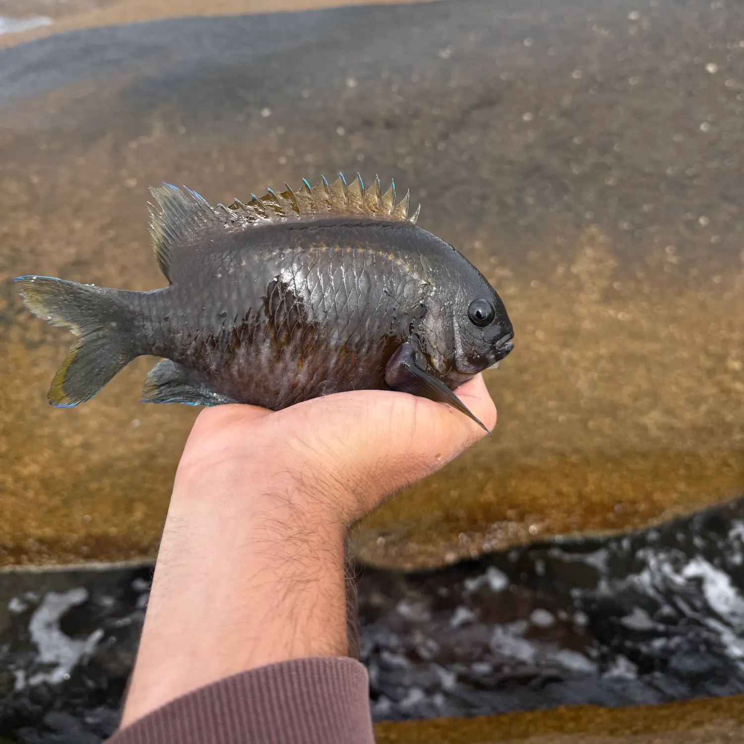 Victorian scalyfin caught on Fishbrain
