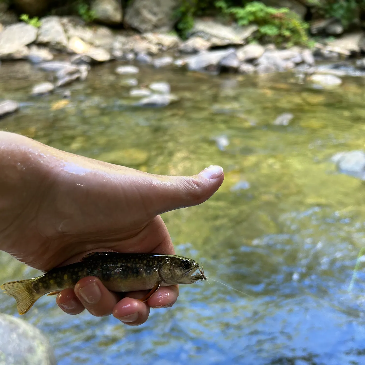 Brook trout caught on Fishbrain