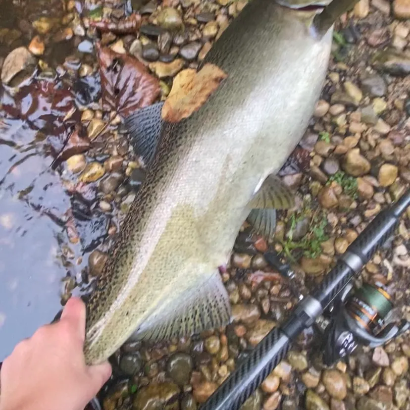 Chinook salmon caught on Fishbrain