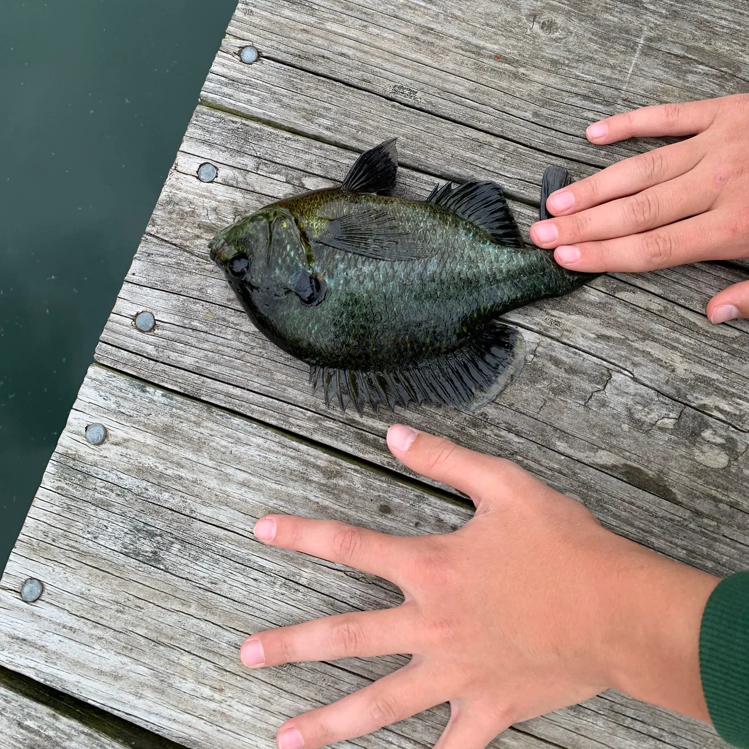 The most recent Wargill hybrid catches on Fishbrain