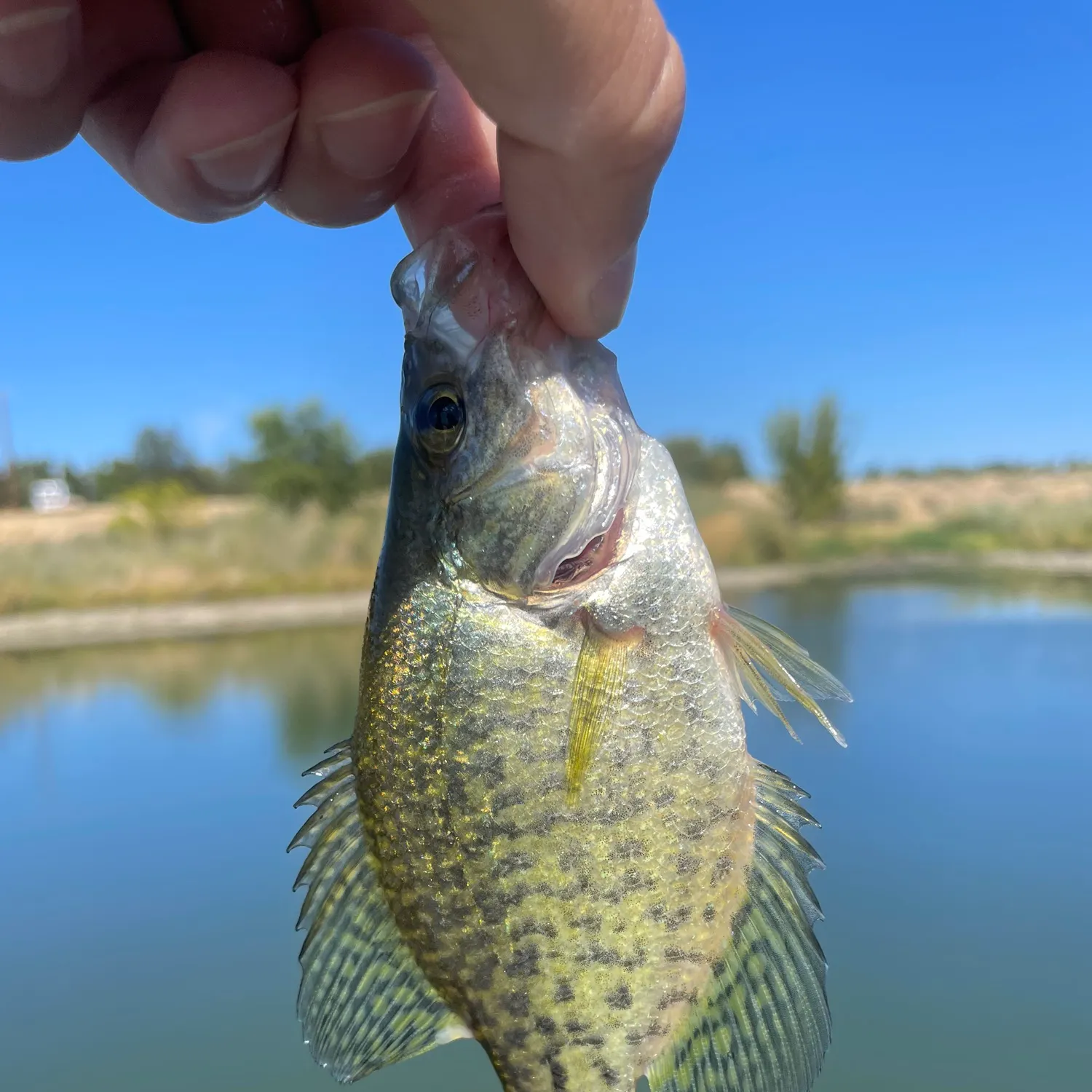 Black crappie caught on Fishbrain
