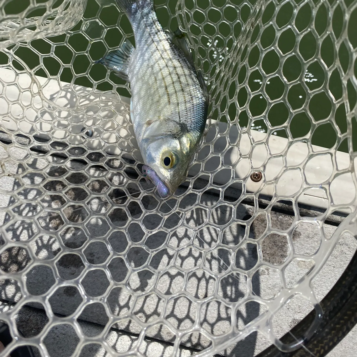 The most recent White bass catches on Fishbrain