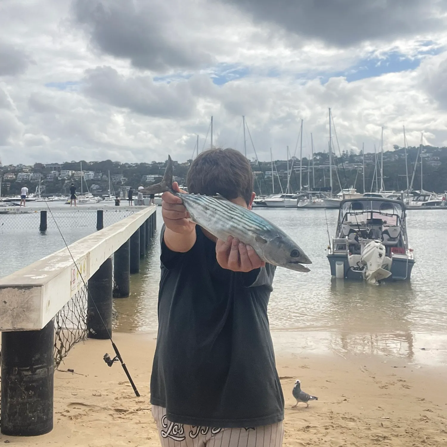 The most recent Australian bonito catches on Fishbrain