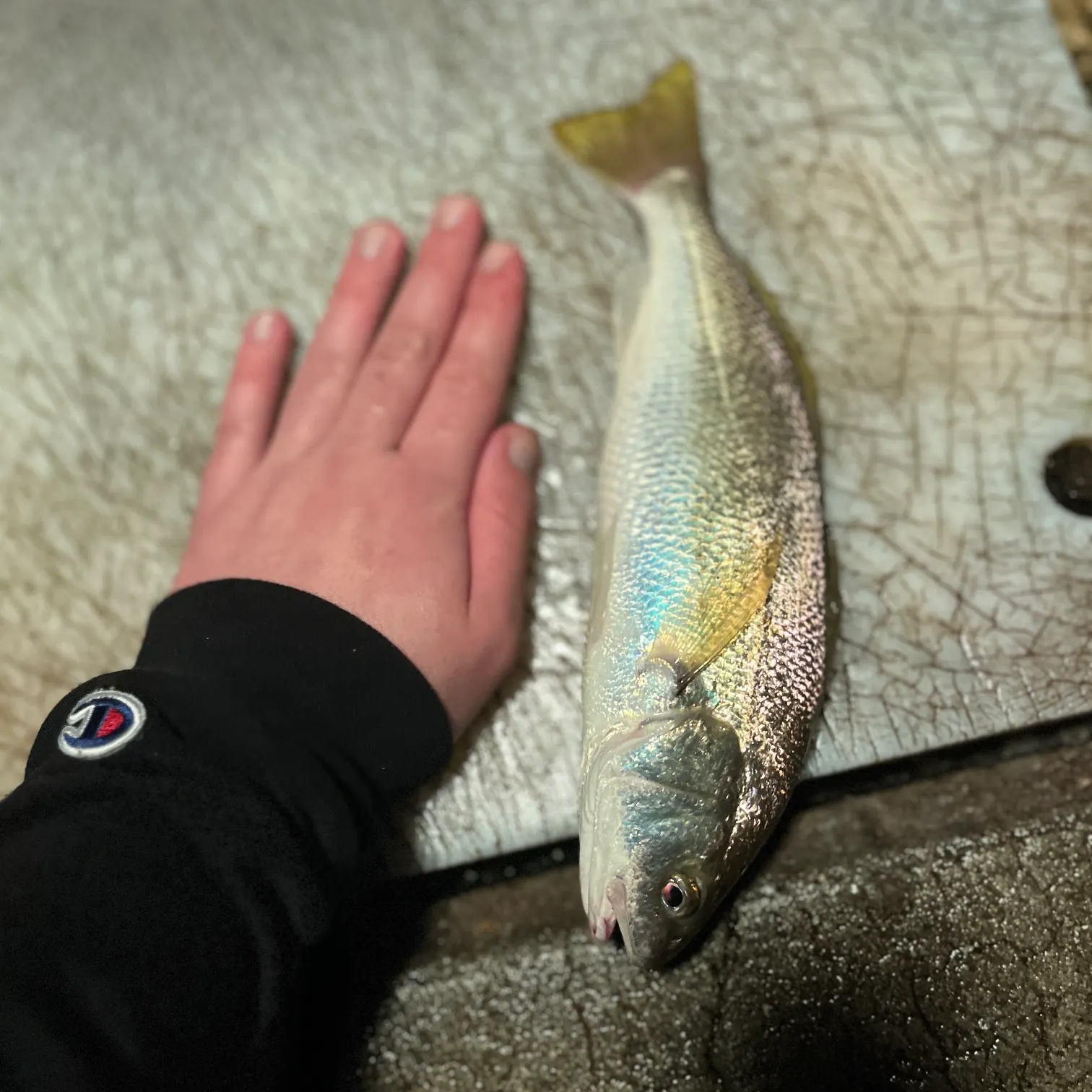 The most recent White croaker catches on Fishbrain