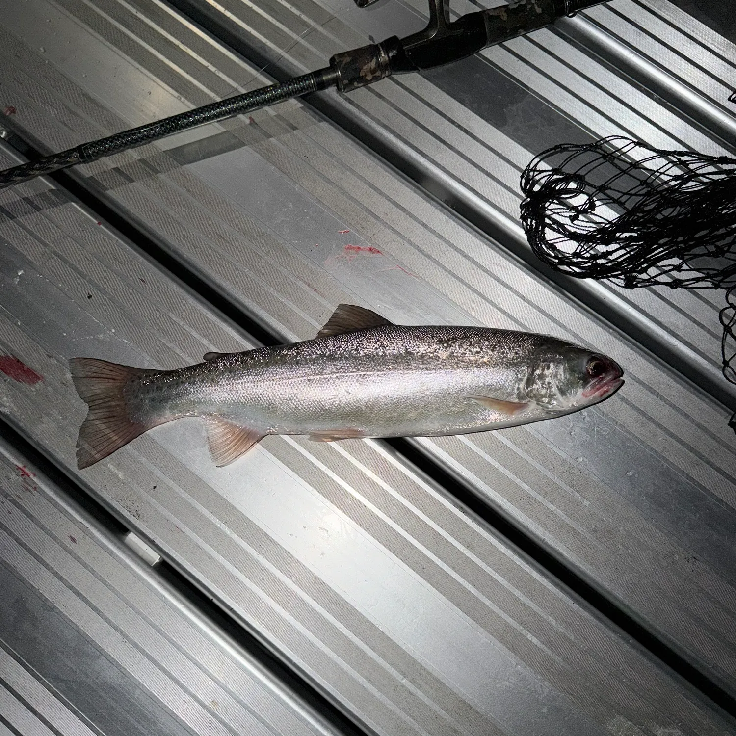 Rainbow trout caught on Fishbrain