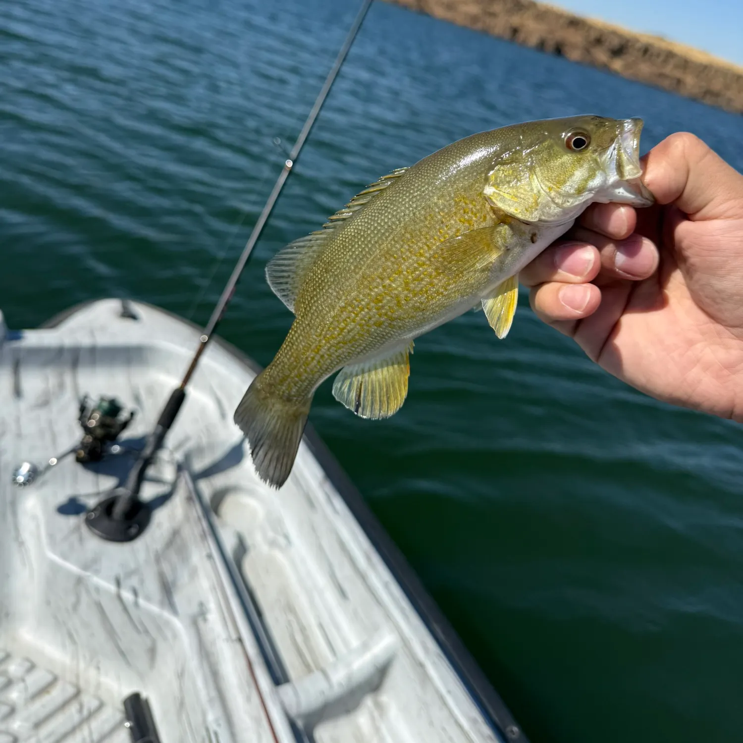 Smallmouth bass caught on Fishbrain