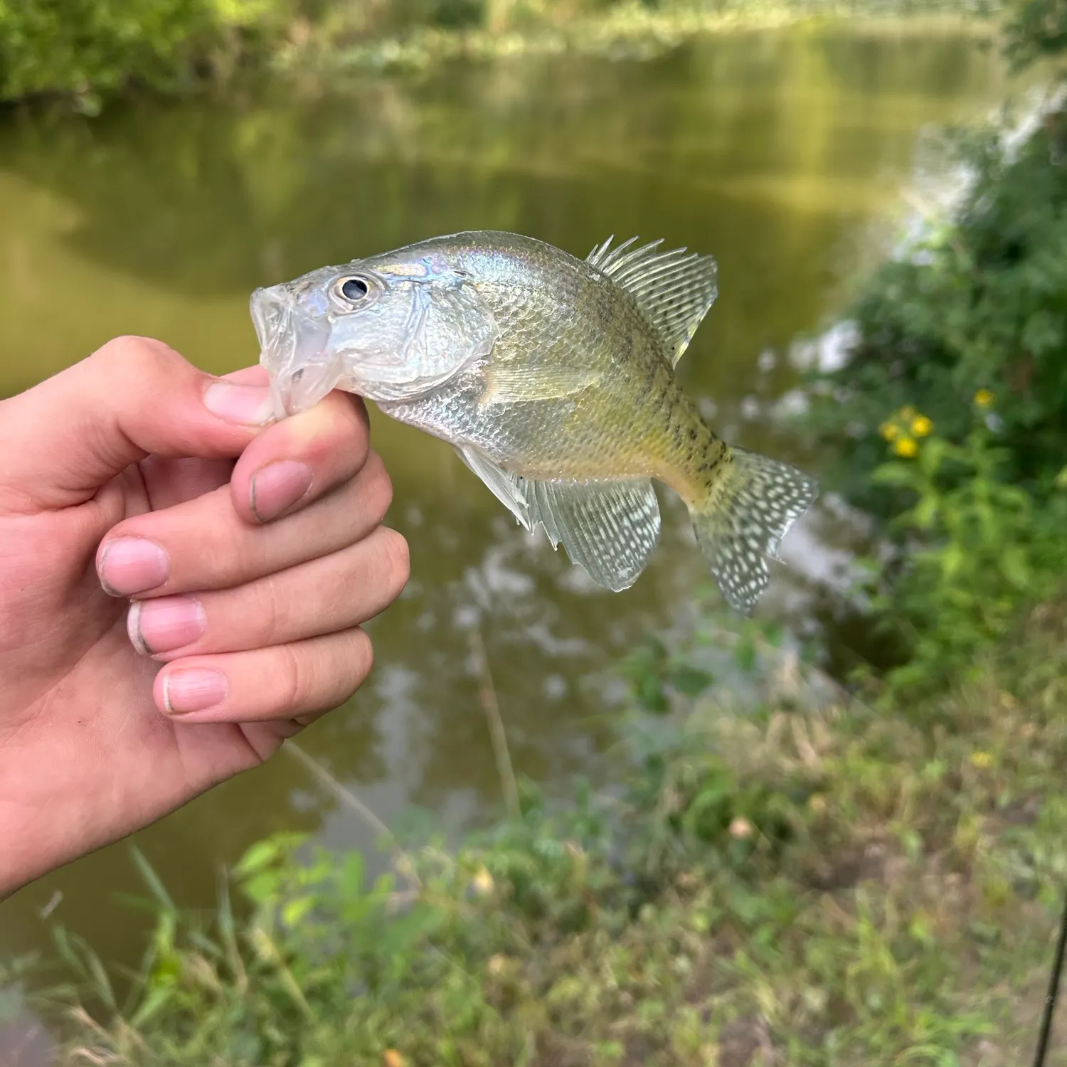 White crappie caught on Fishbrain