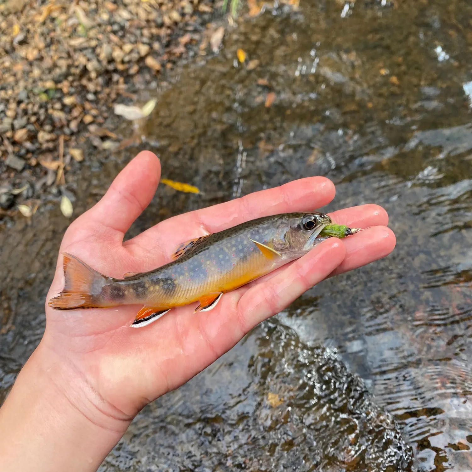 Brook trout caught on Fishbrain