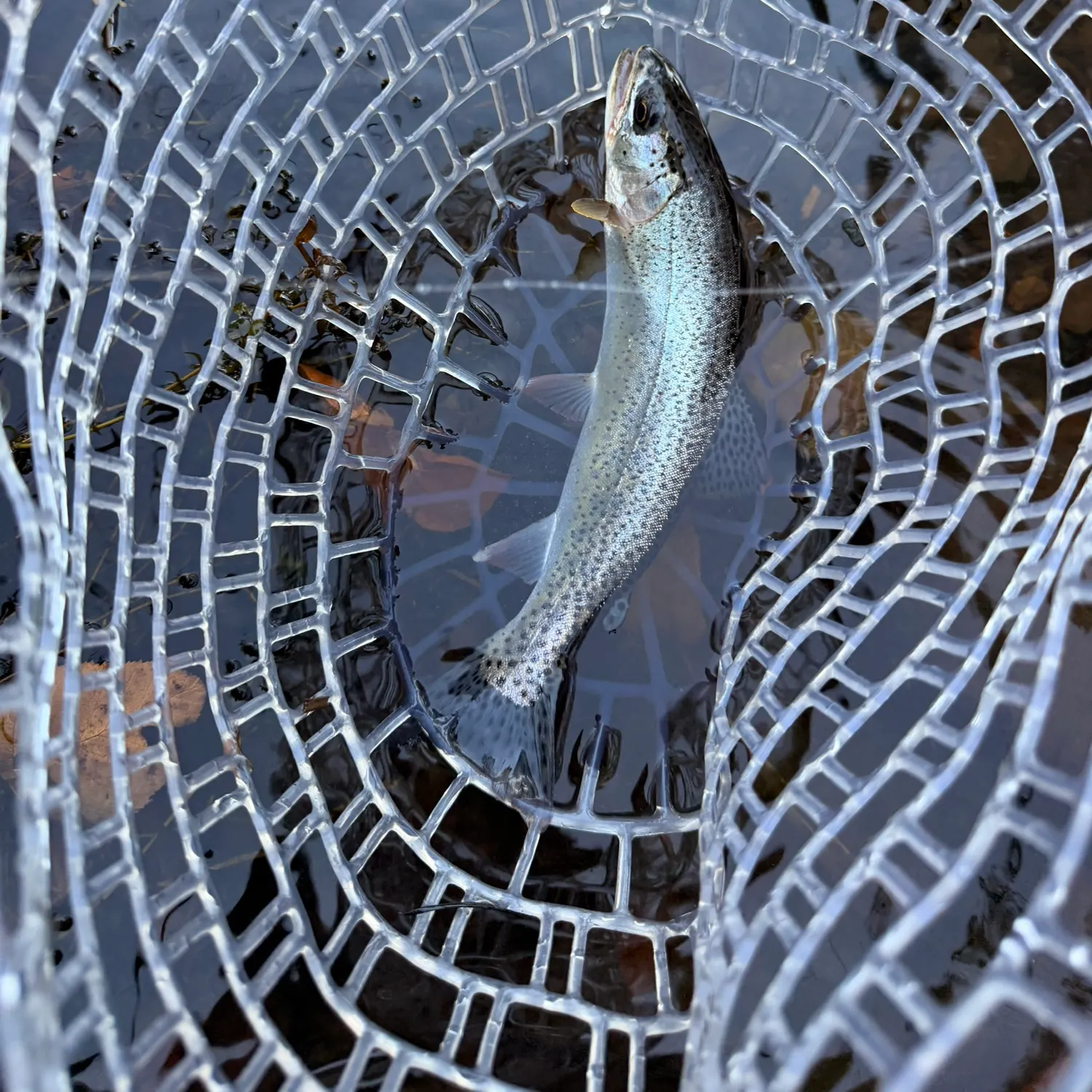 Rainbow trout caught on Fishbrain