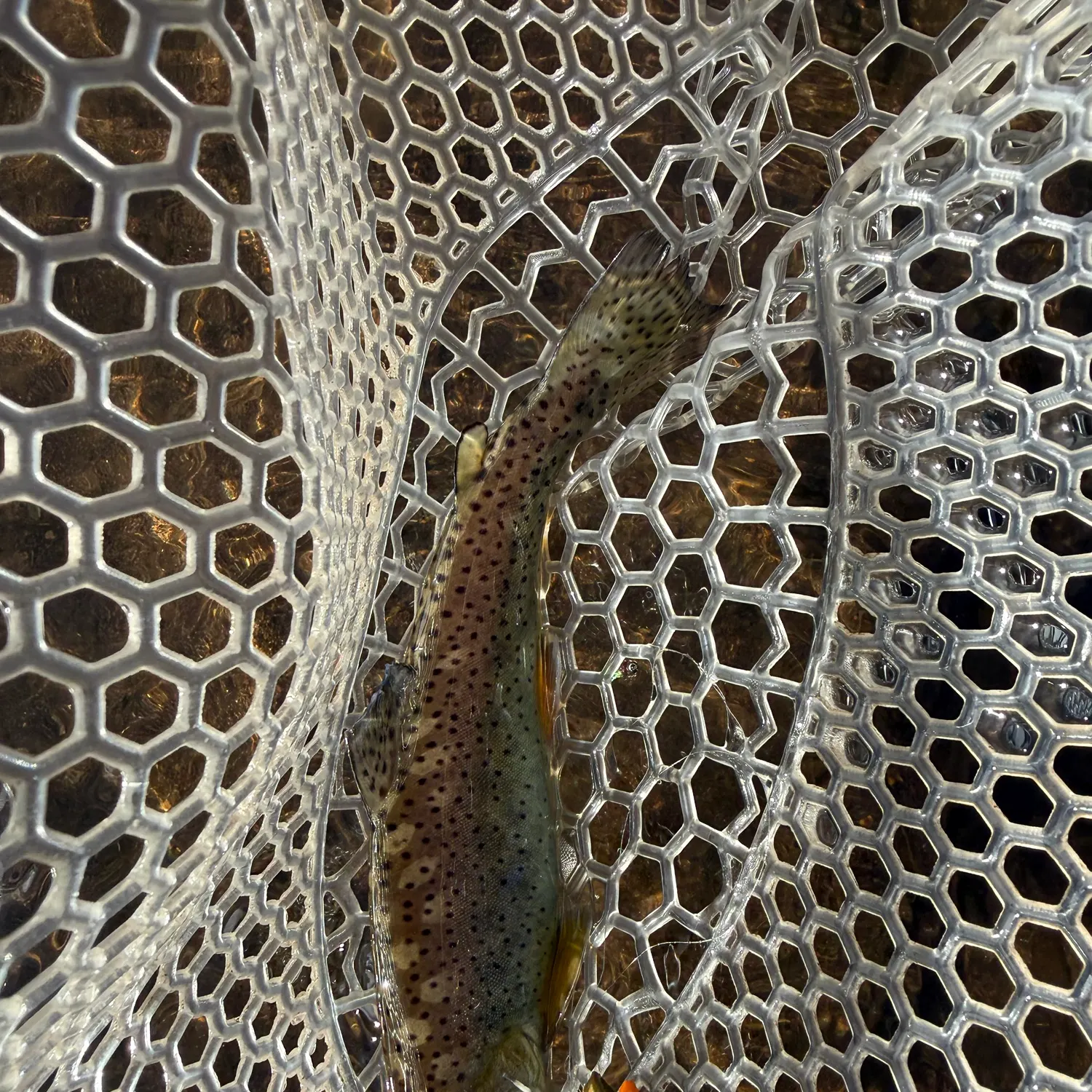 The most recent Apache trout catches on Fishbrain
