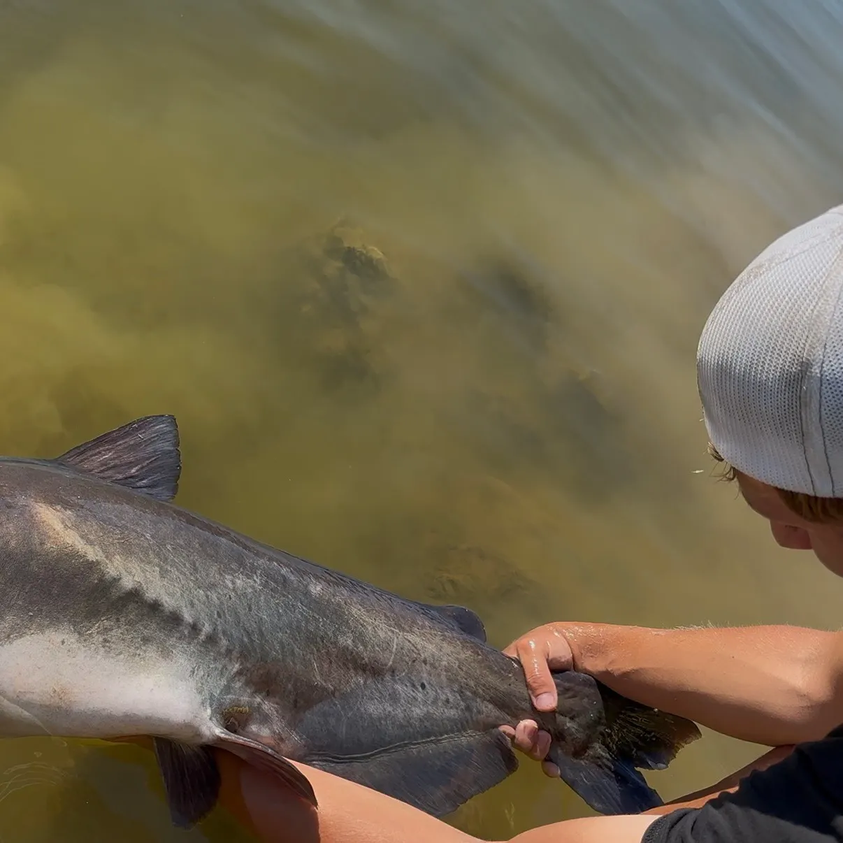 Blue catfish caught on Fishbrain