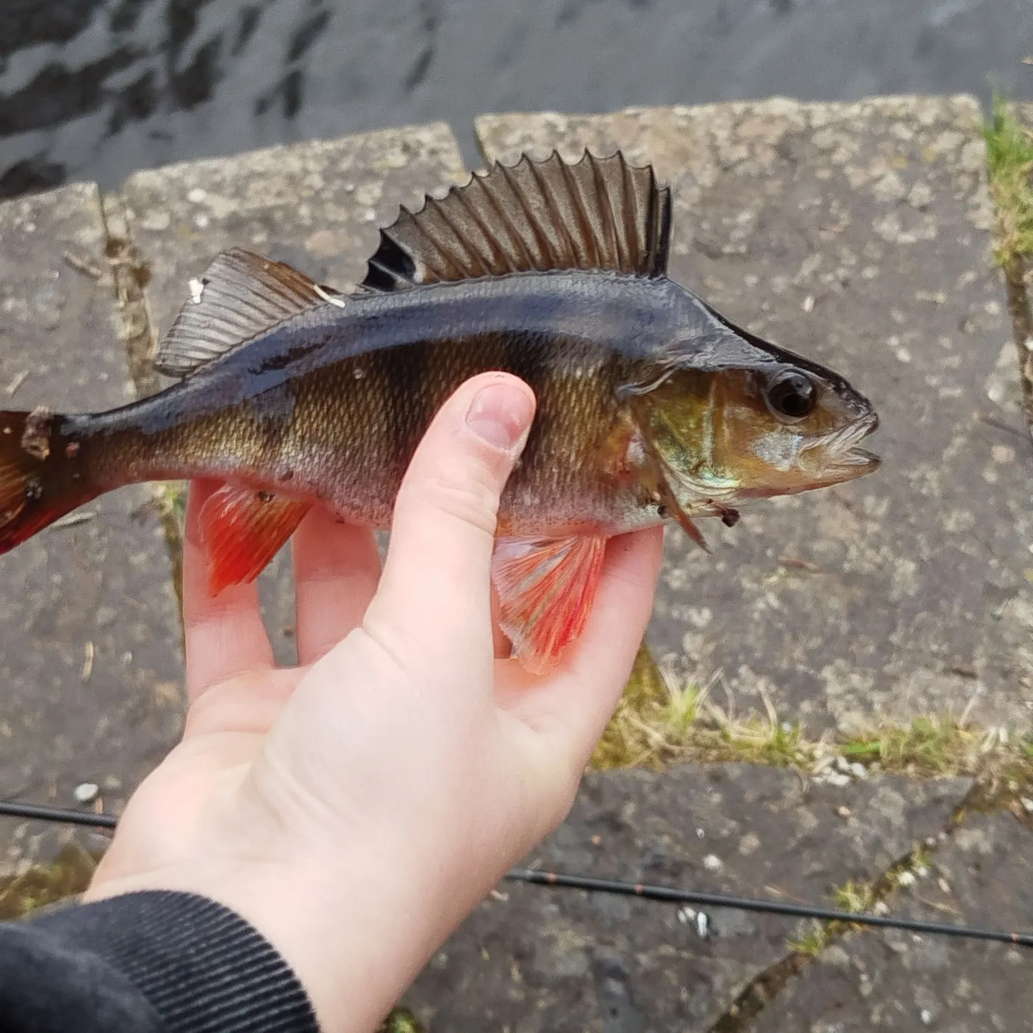 The most recent European perch catches on Fishbrain