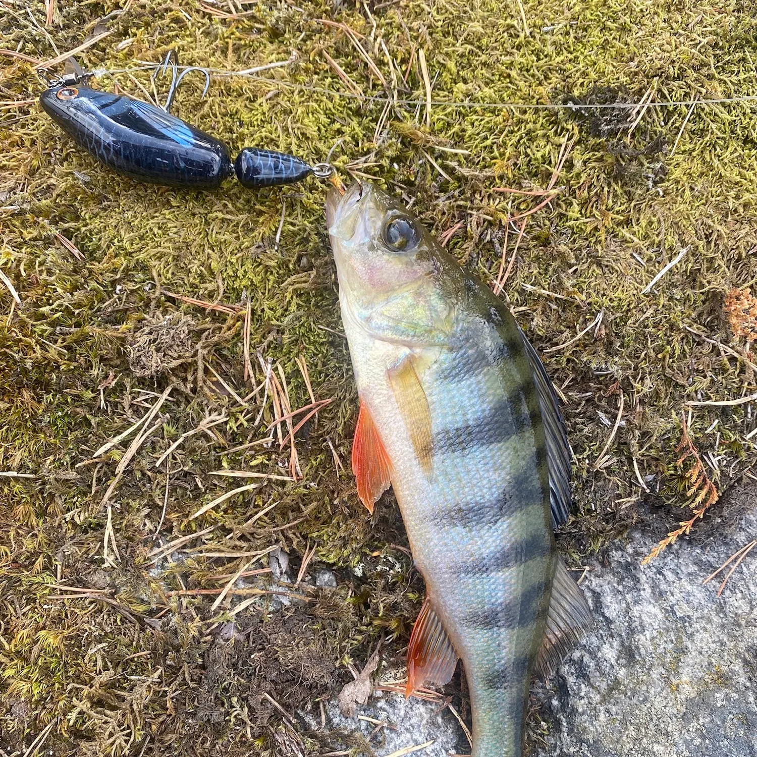 European perch caught on Fishbrain